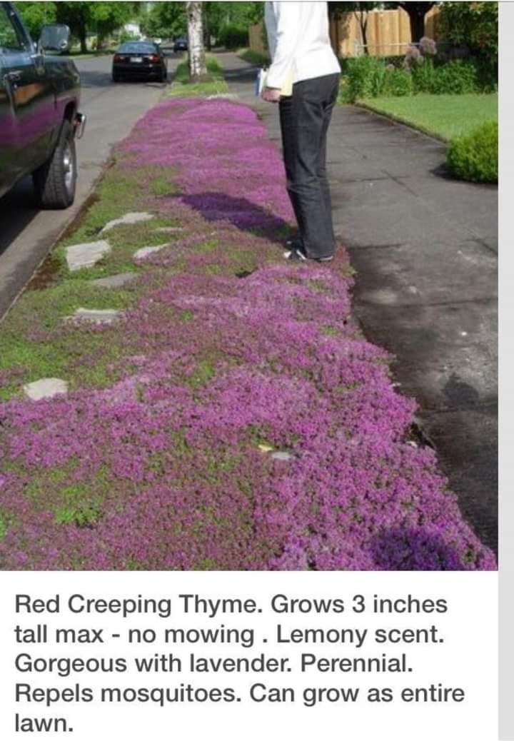 Red Creeping Thyme 742701 Ask Extension