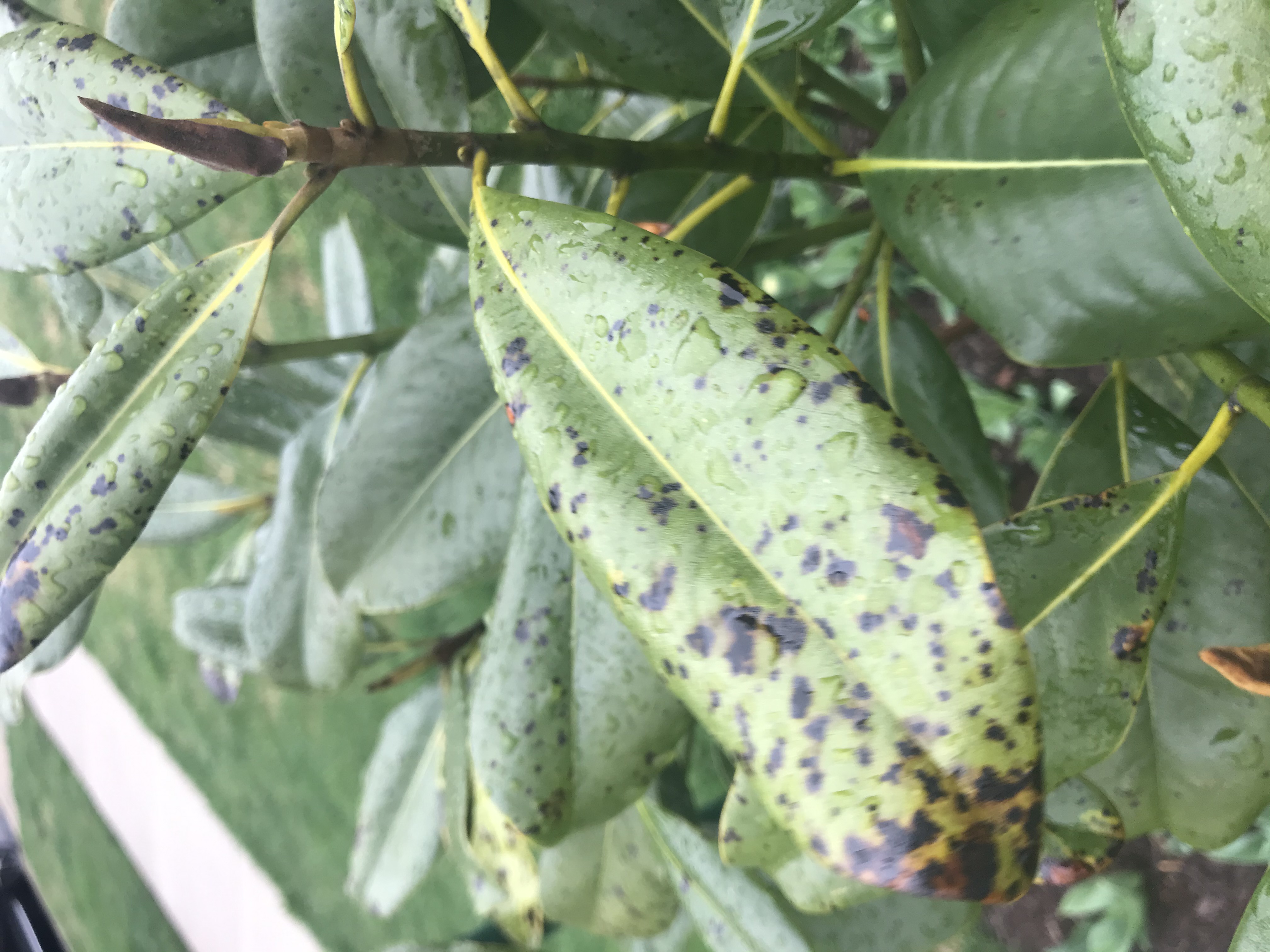 magnolia-tree-black-spots-on-leaves-743392-ask-extension