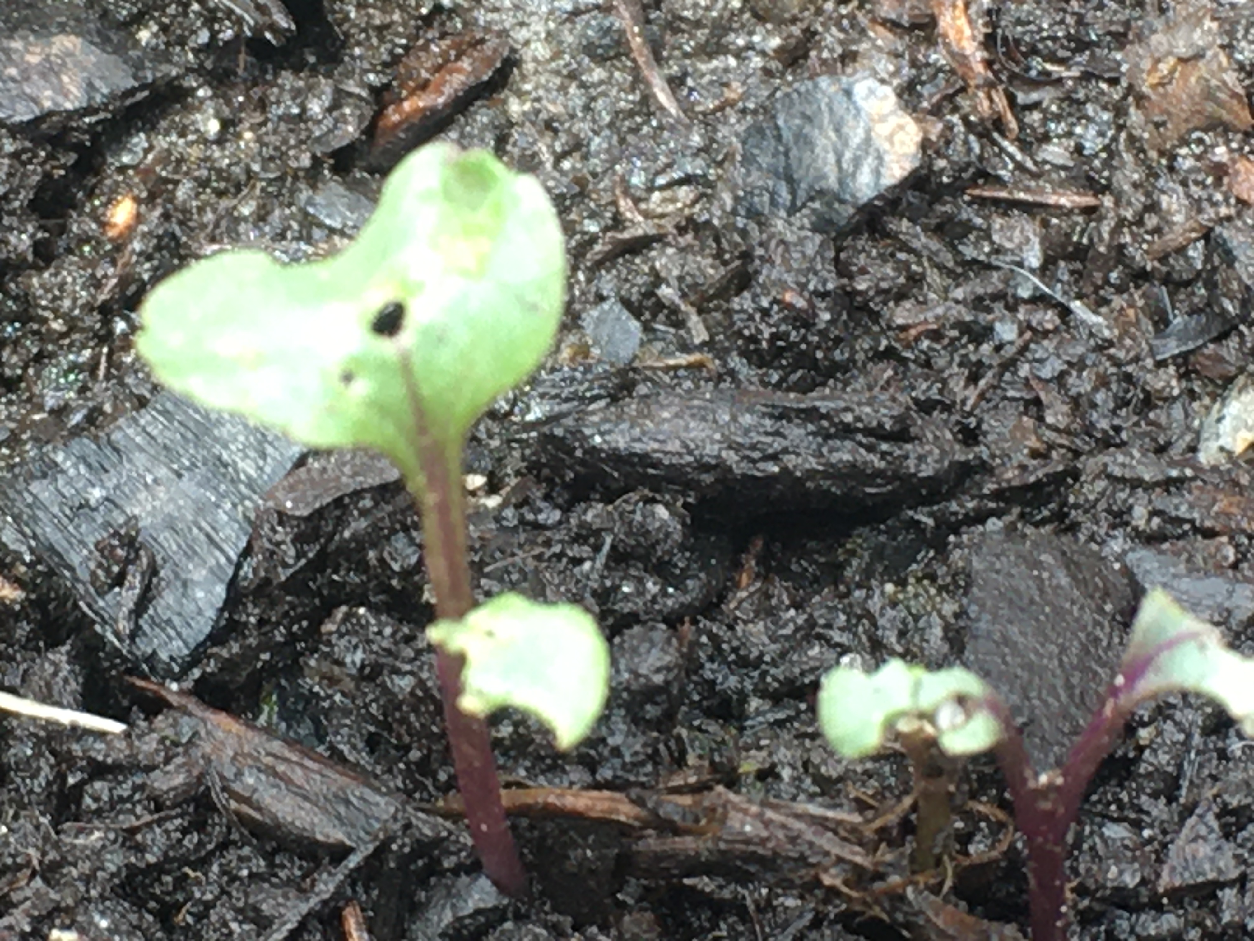 Pests on baby kale? #744106 - Ask Extension