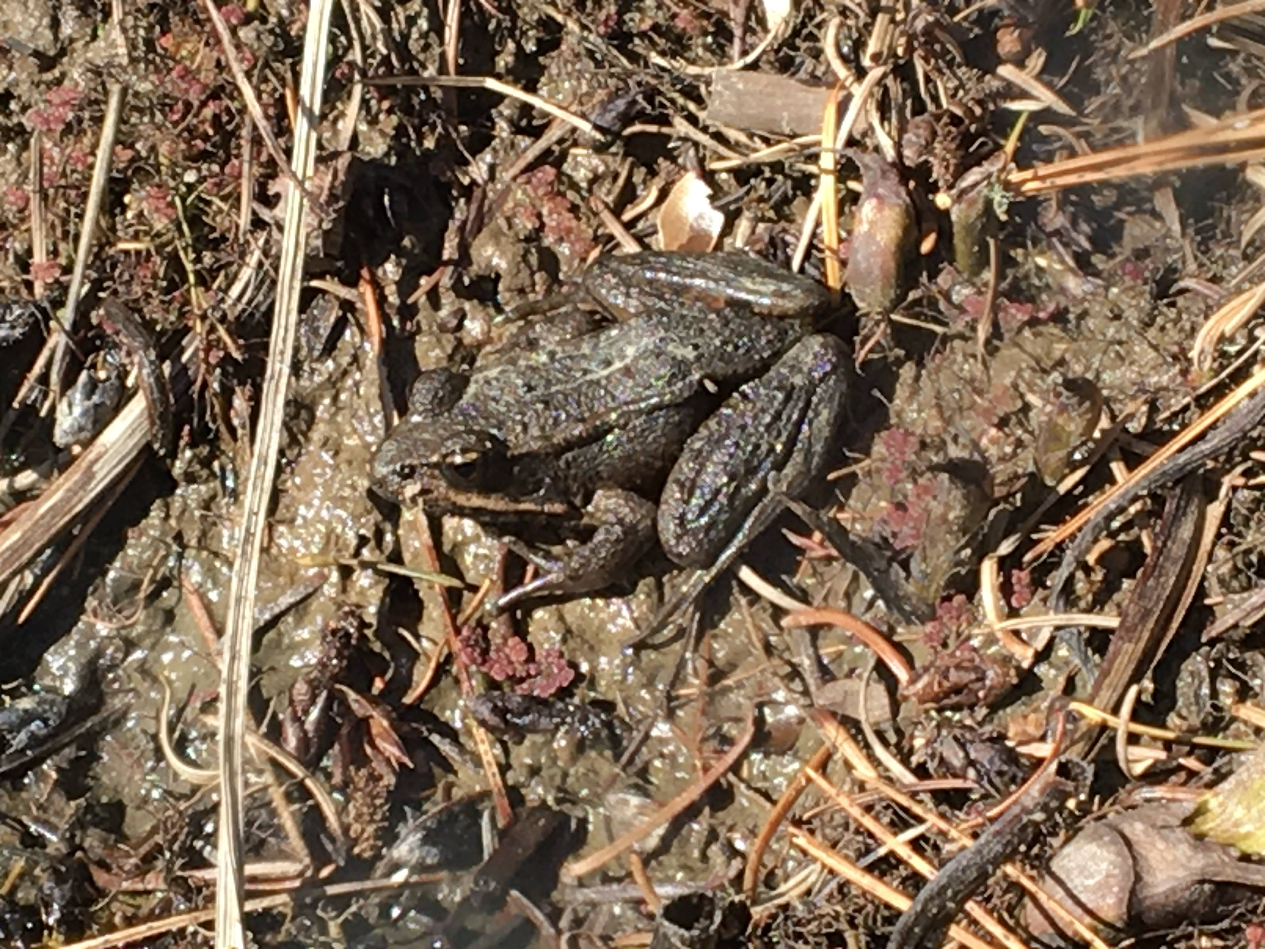 Frog Identification #744116 - Ask Extension