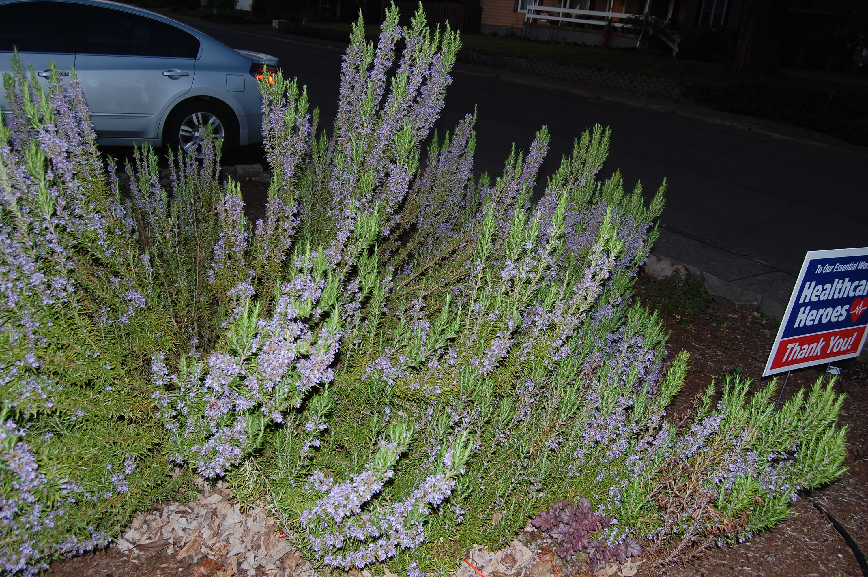 How To Prune A Woody Rosemary Bush