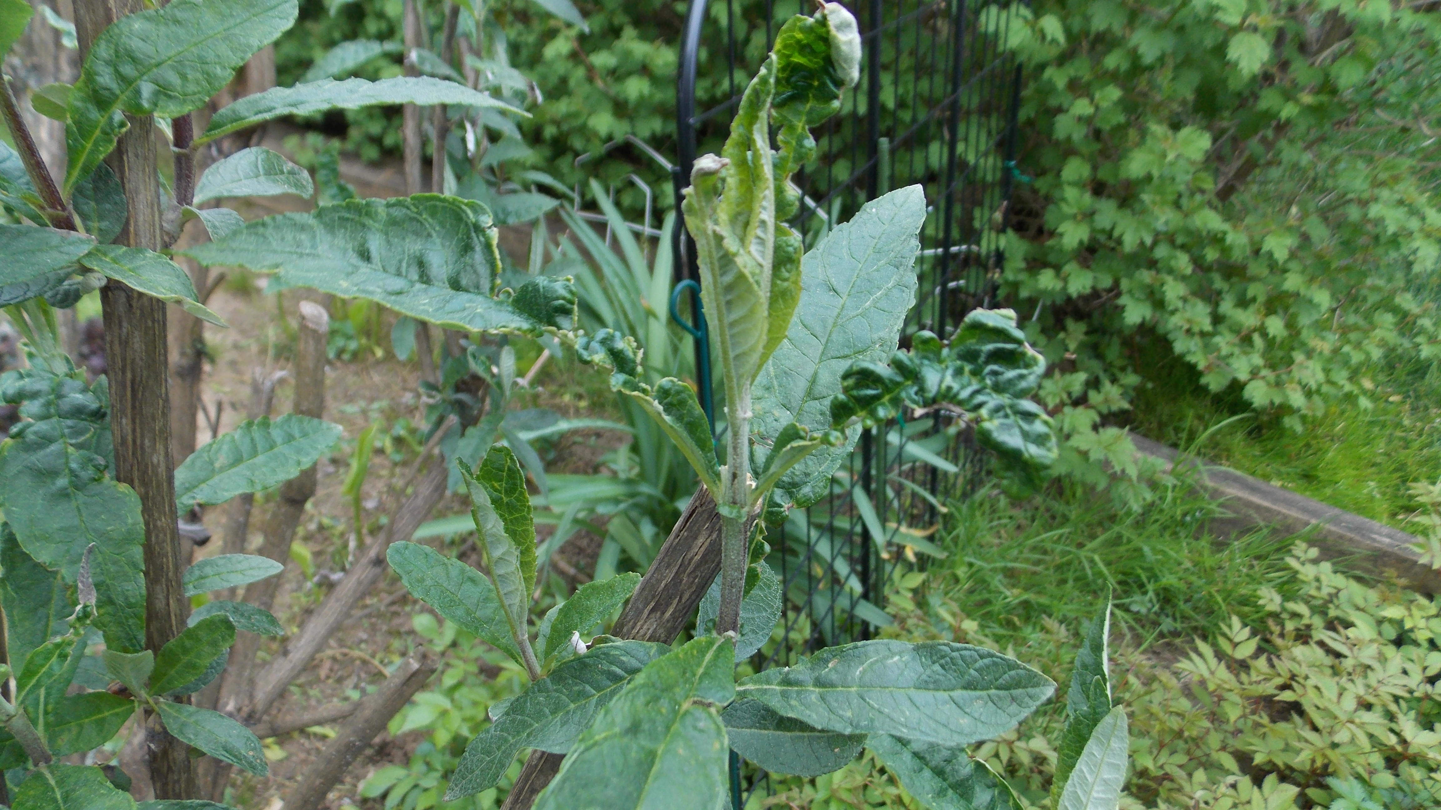 butterfly bush problem 746195 Ask Extension