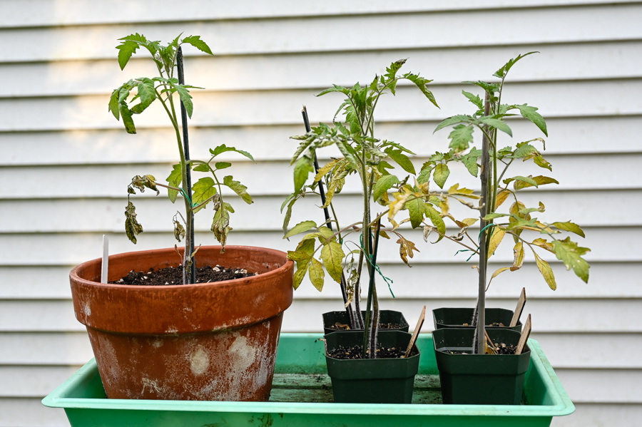 Wilting Tomato Leaves 747853 Ask Extension 4308