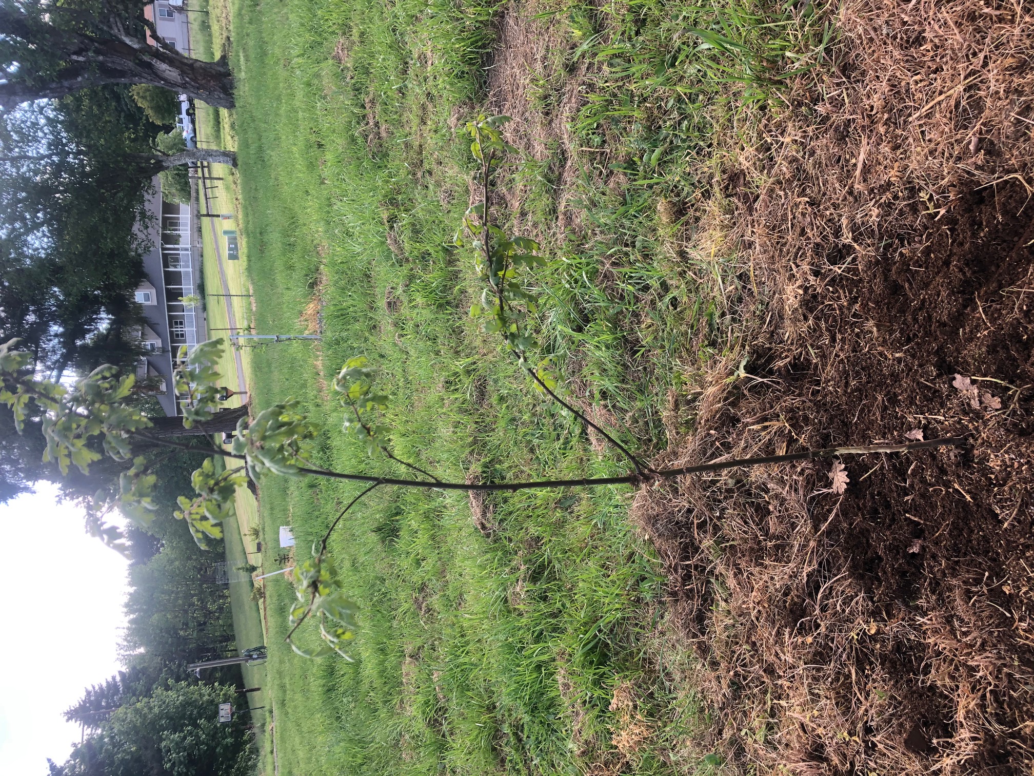 Oak tree sapling just got girdled. Can I save it? #748951 - Ask Extension