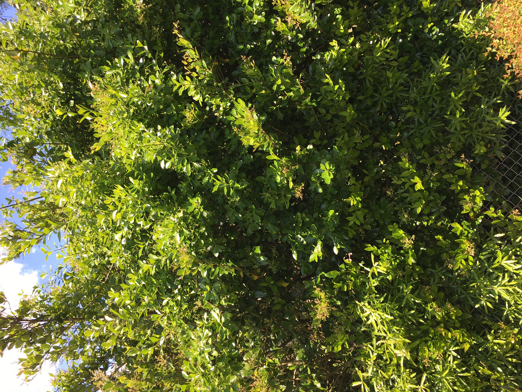 Neighbor's shrubs hanging over my garden #750110 - Ask Extension