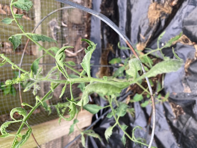 Leaf yellowing and rolling on tomato plants #751937 - Ask Extension