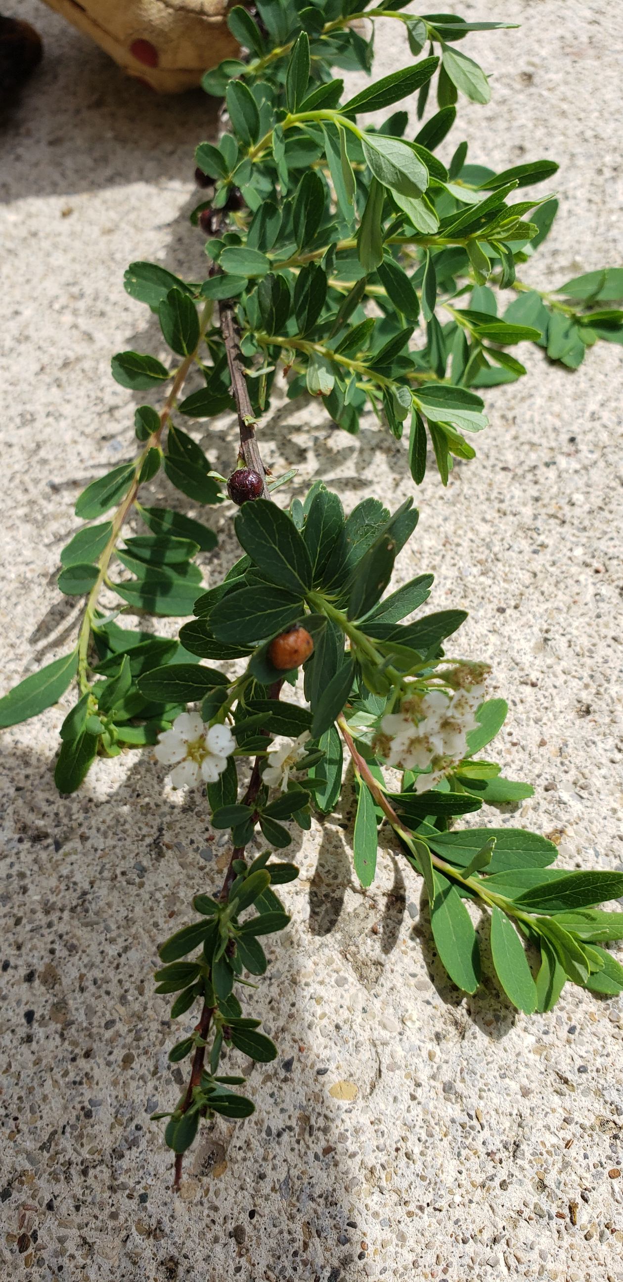 woody-shrub-disease-752651-ask-extension