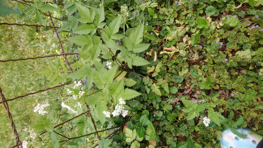 Poison hemlock or look-alike? #753054 - Ask Extension