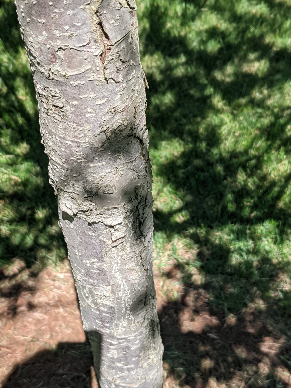 Anything I can do about fire blight on crabapple tree #754133 - Ask ...