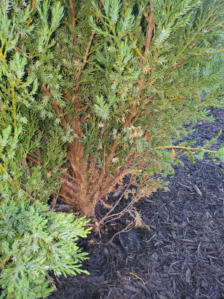 Over-watered Blue Point Junipers #755236 - Ask Extension