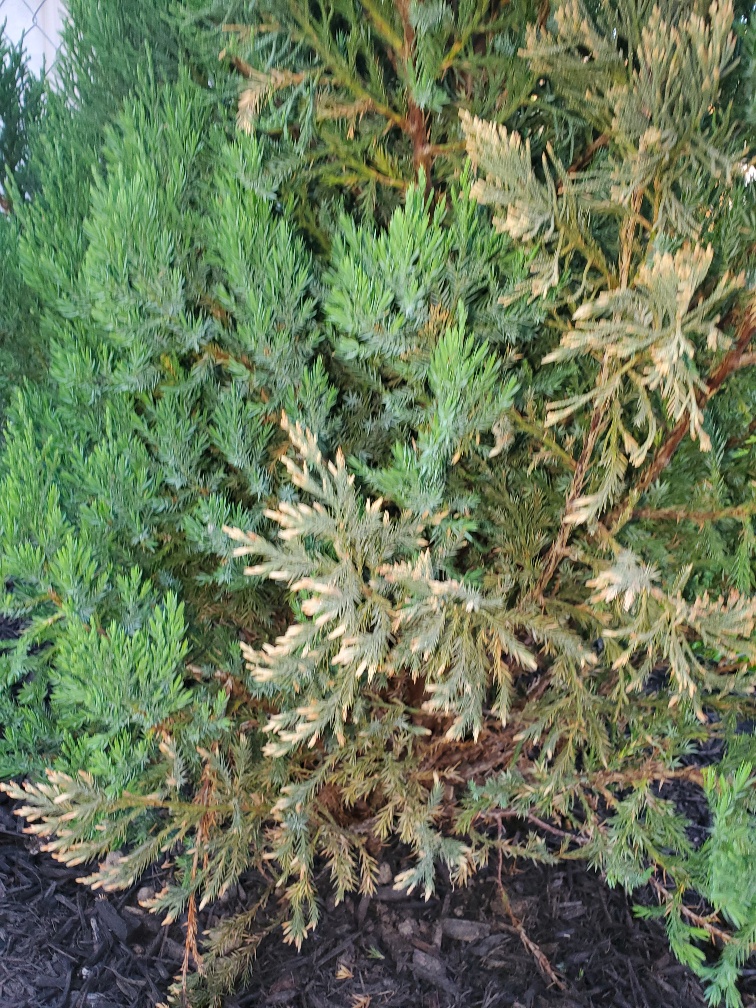 Over-watered Blue Point Junipers #755236 - Ask Extension