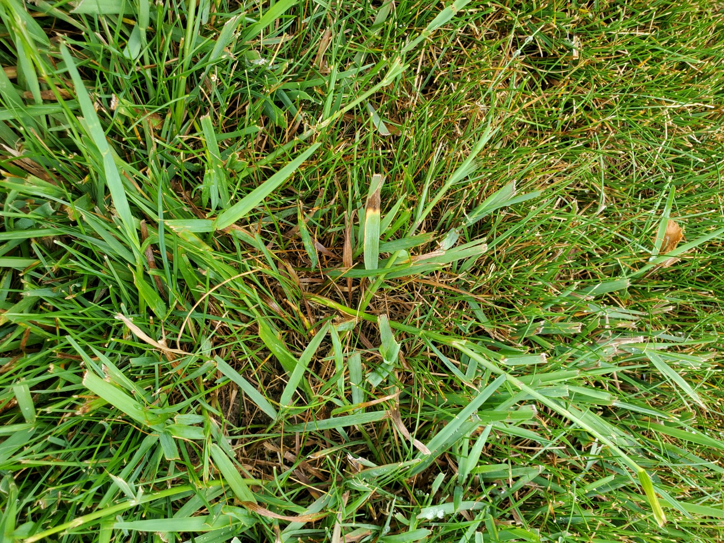 Weird grass #755442 - Ask Extension