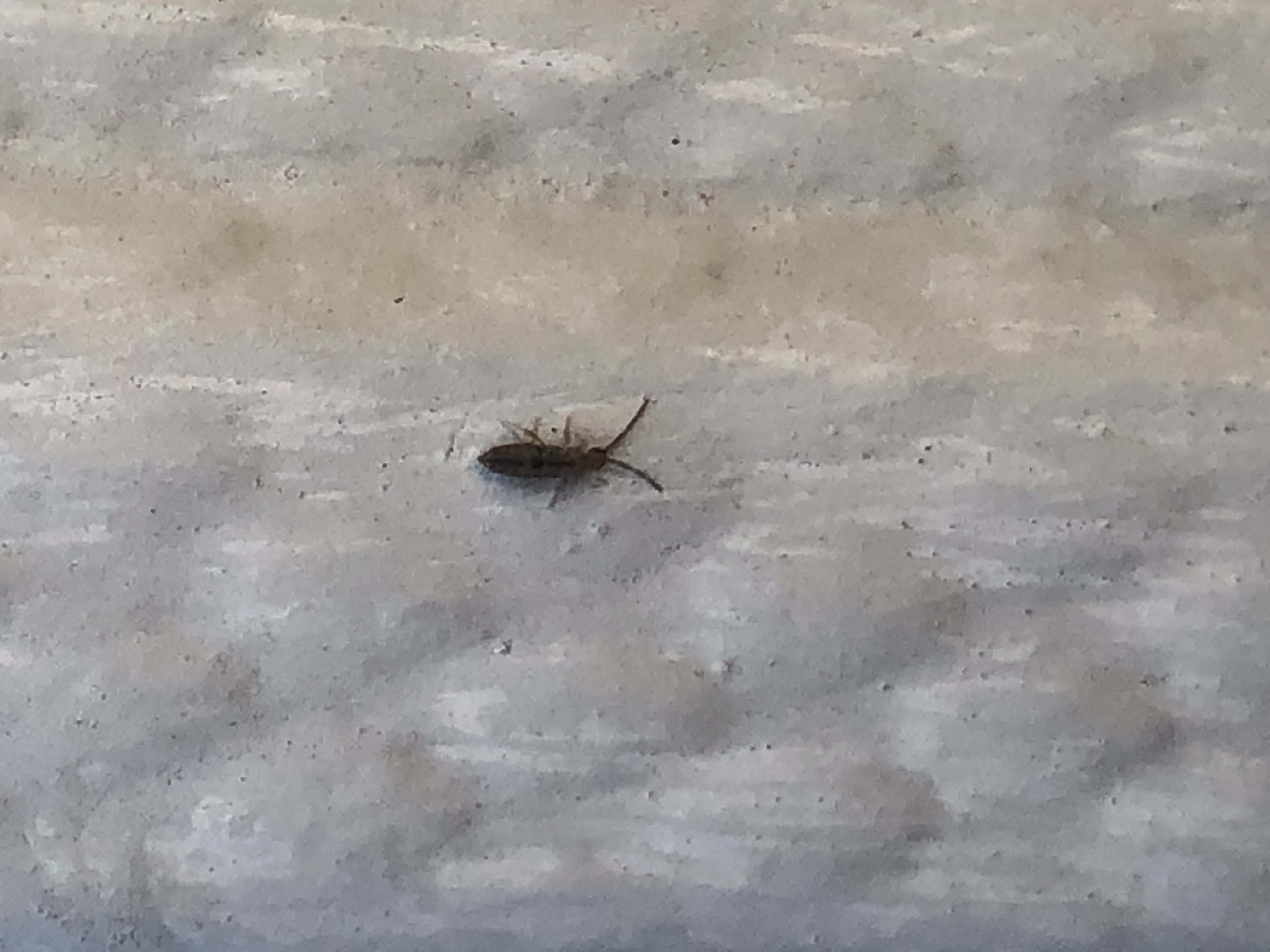 Tiny bugs all over the property what are they and should we be worried ...