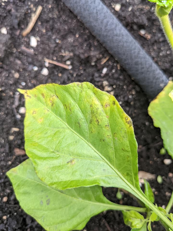 Blight, fungal, or bacterial infection on pepper plants? #756785 - Ask ...