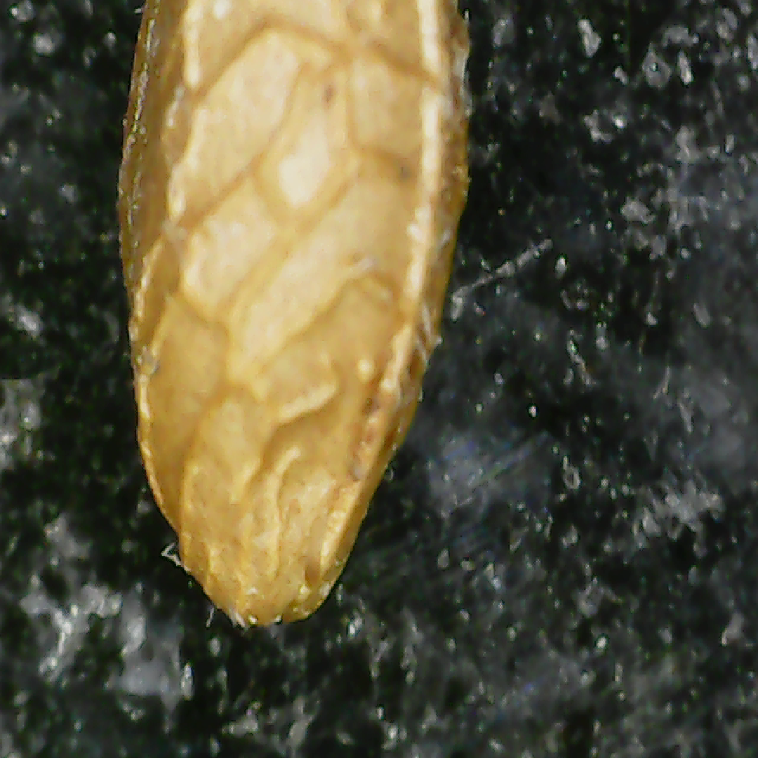 Pupa identification #756869 - Ask Extension