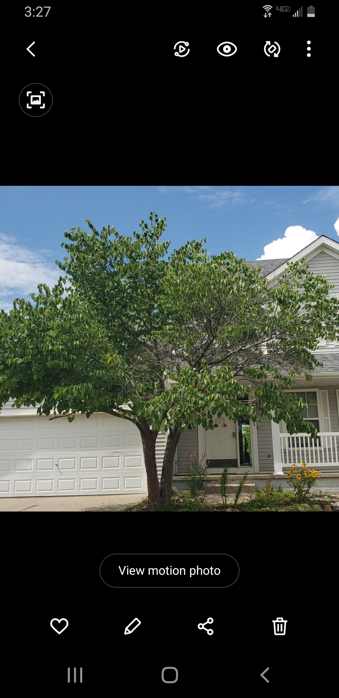 Lots Of Dead Branches In My Red Bud And In My Neighbors Tree #759360 