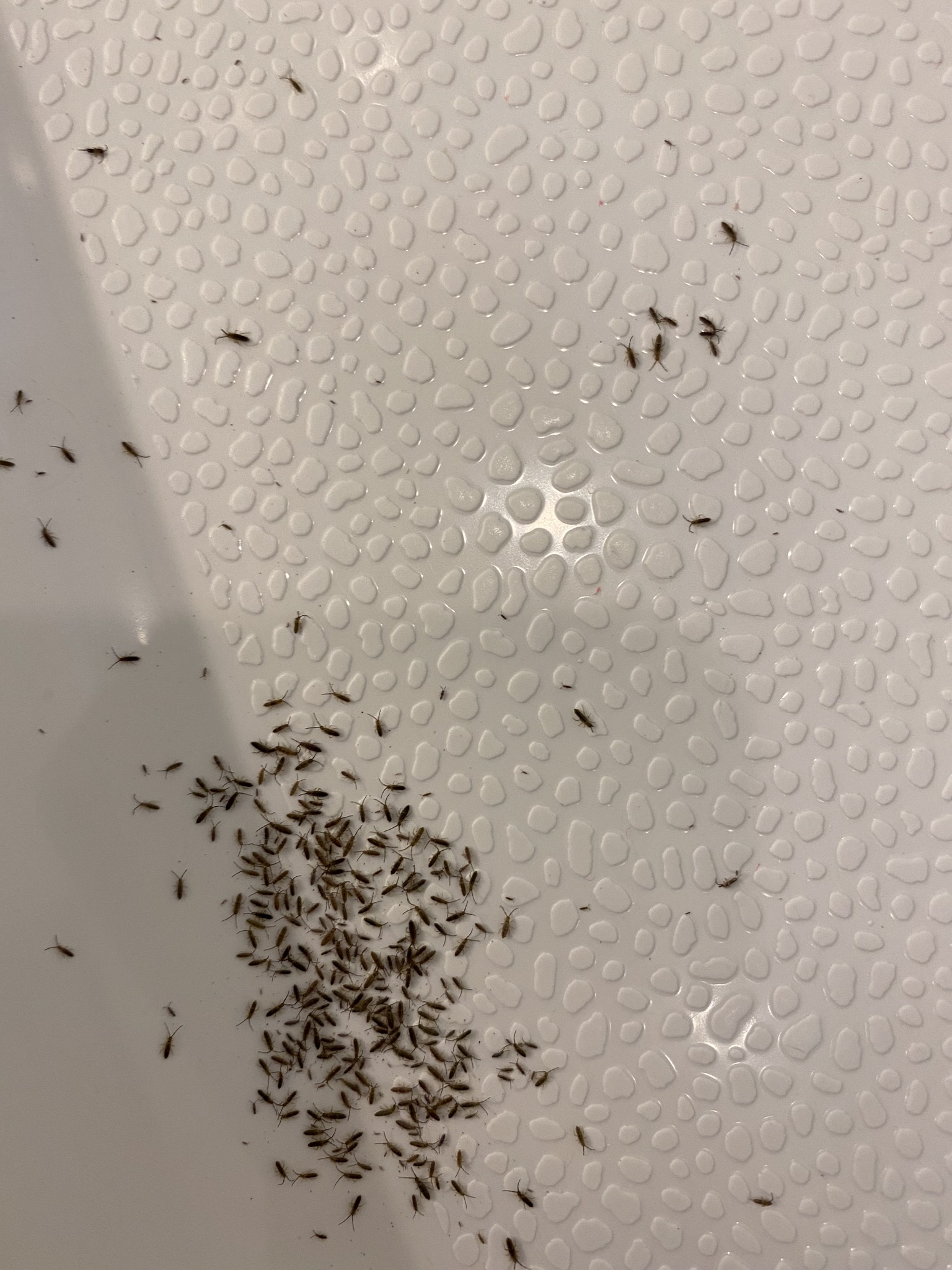 Springtail infestation in new built house #758997 - Ask Extension