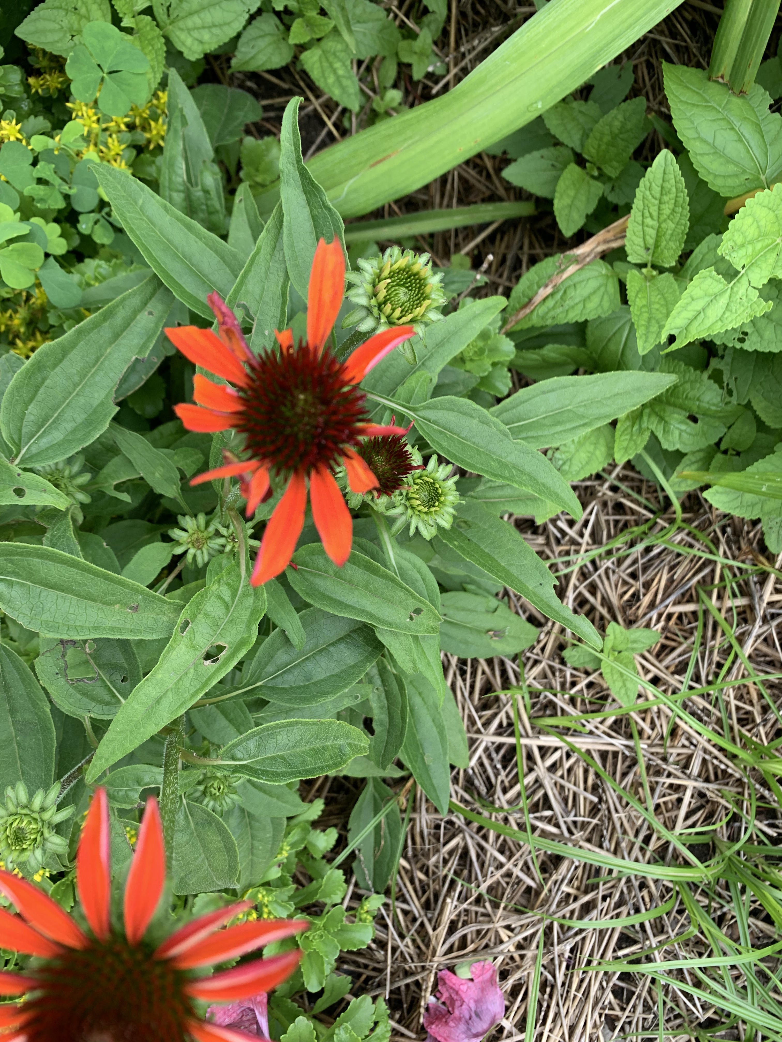 Something eating the petals off my coneflowers 759322 Ask Extension