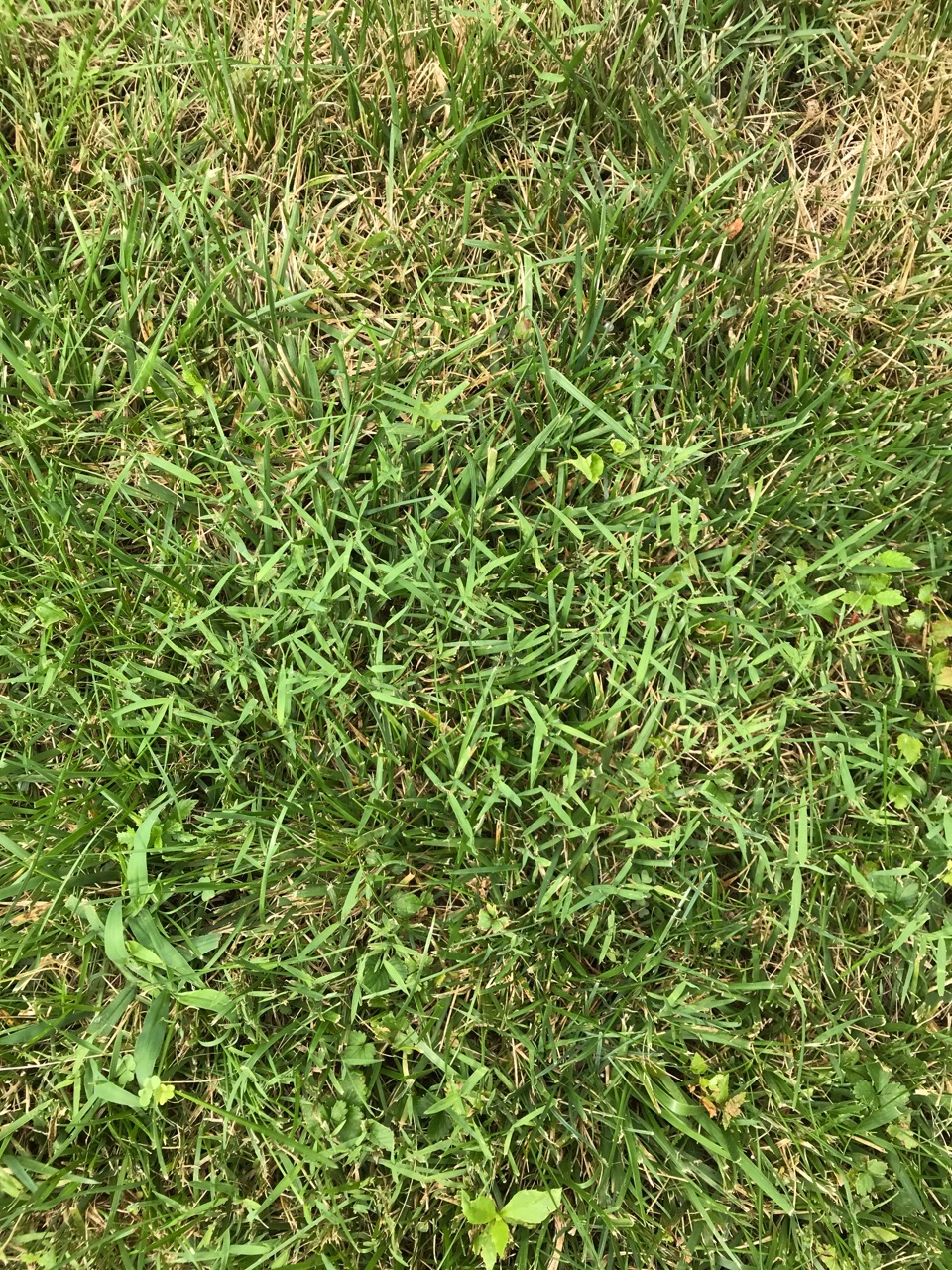 invasive grass #759809 - Ask Extension