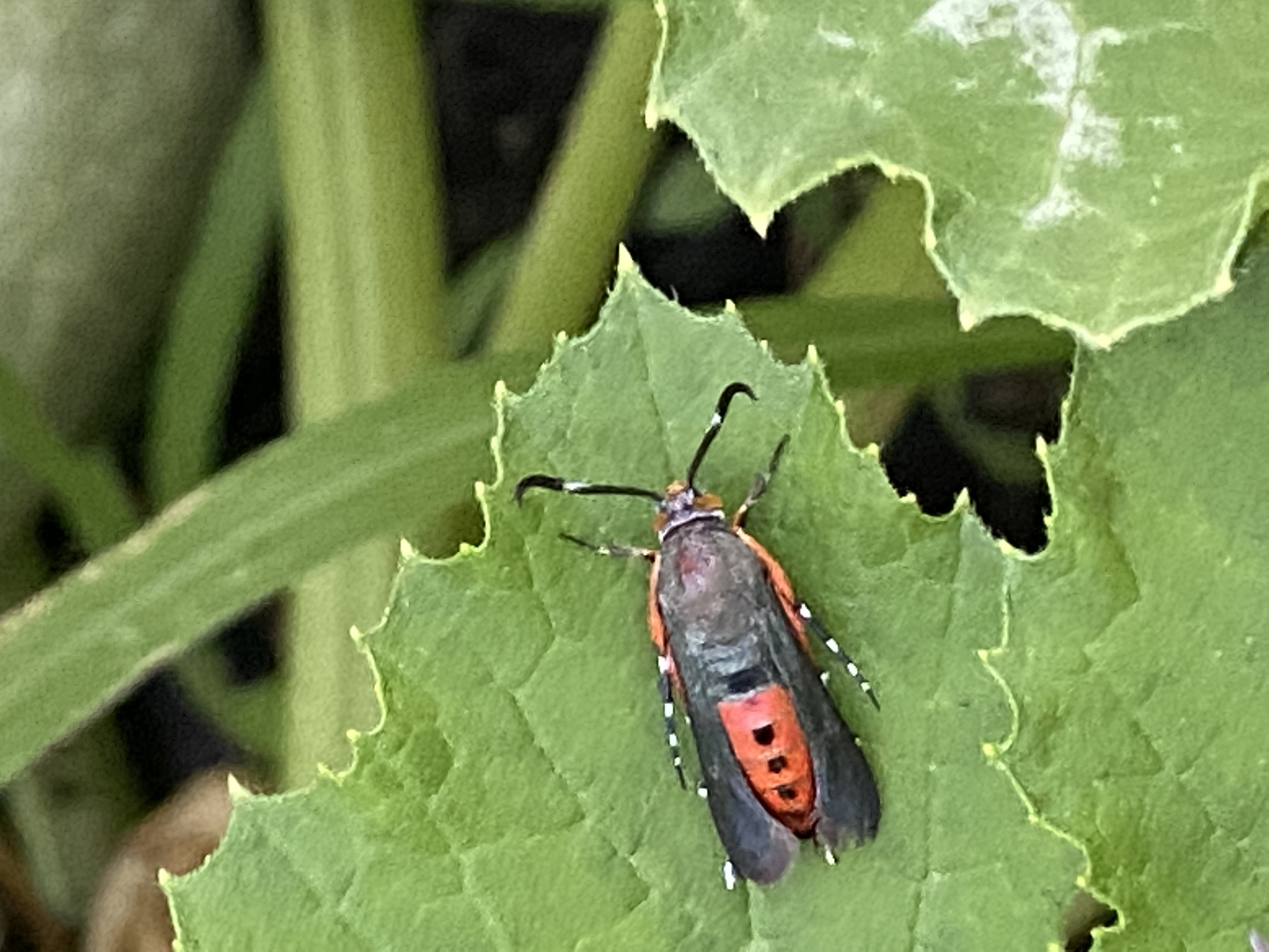 ID insect please. #760741 - Ask Extension