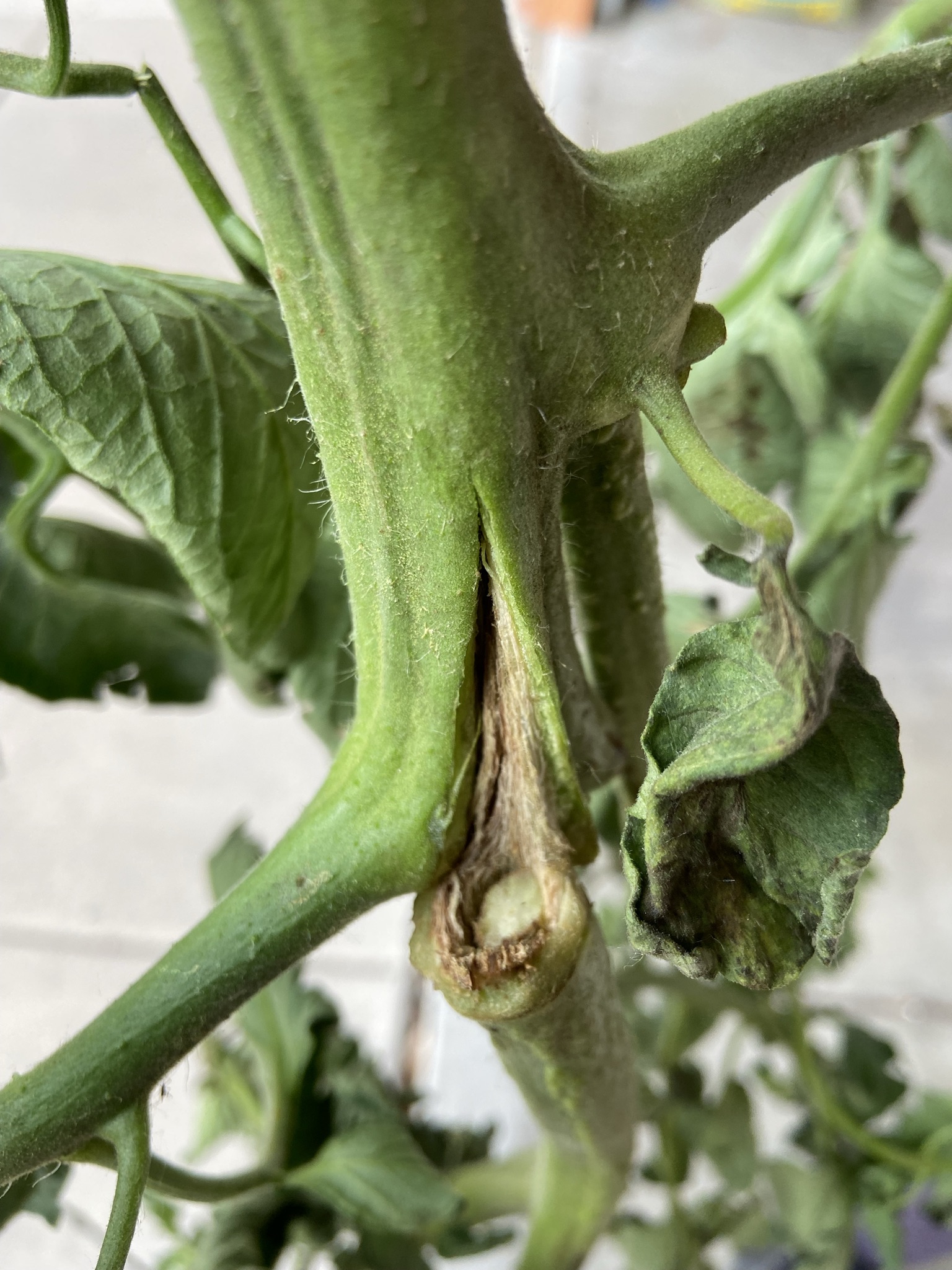 Tomatoes Plants Wilting And Dying Within A Few Days 759191 Ask Extension 8223