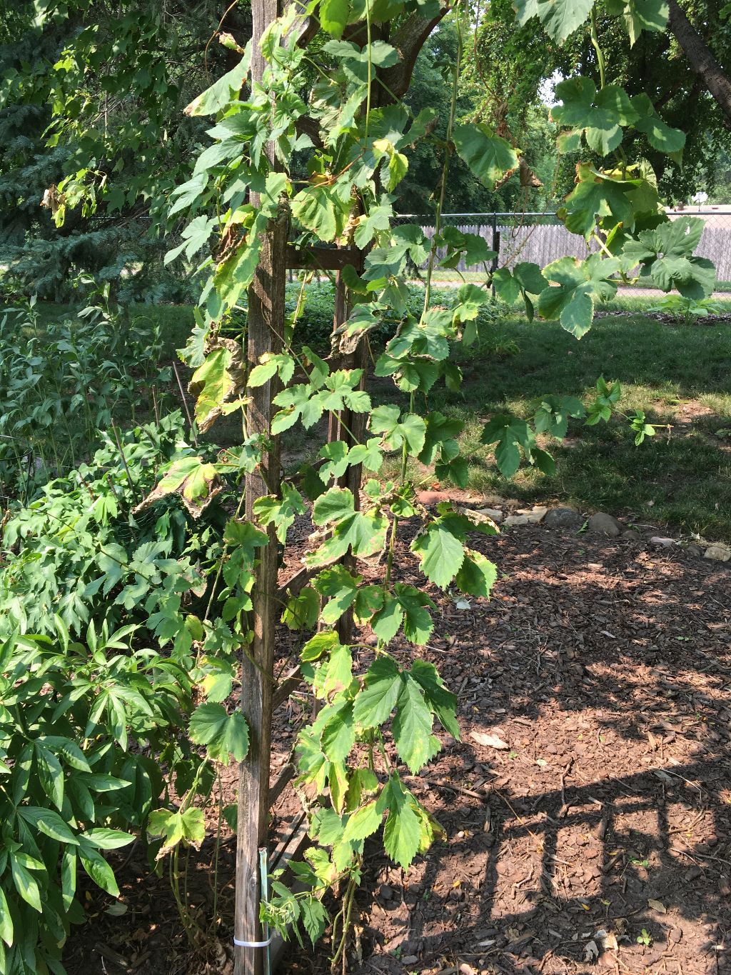 Hops wilt, burnt looking leaves and losing vigor #761832 - Ask Extension