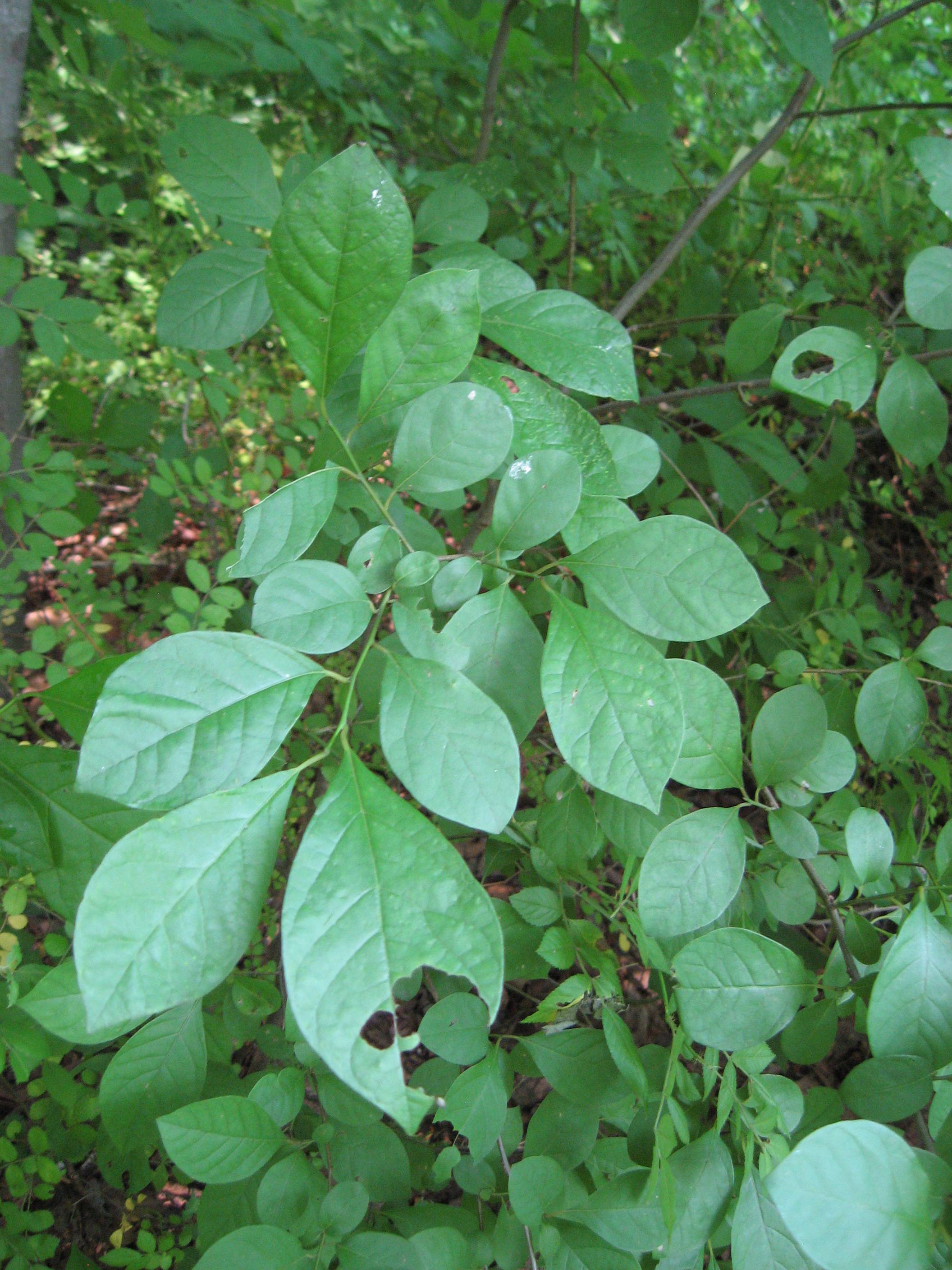 id-of-local-plant-in-the-wild-whose-torn-leaves-smell-like-lemon-part