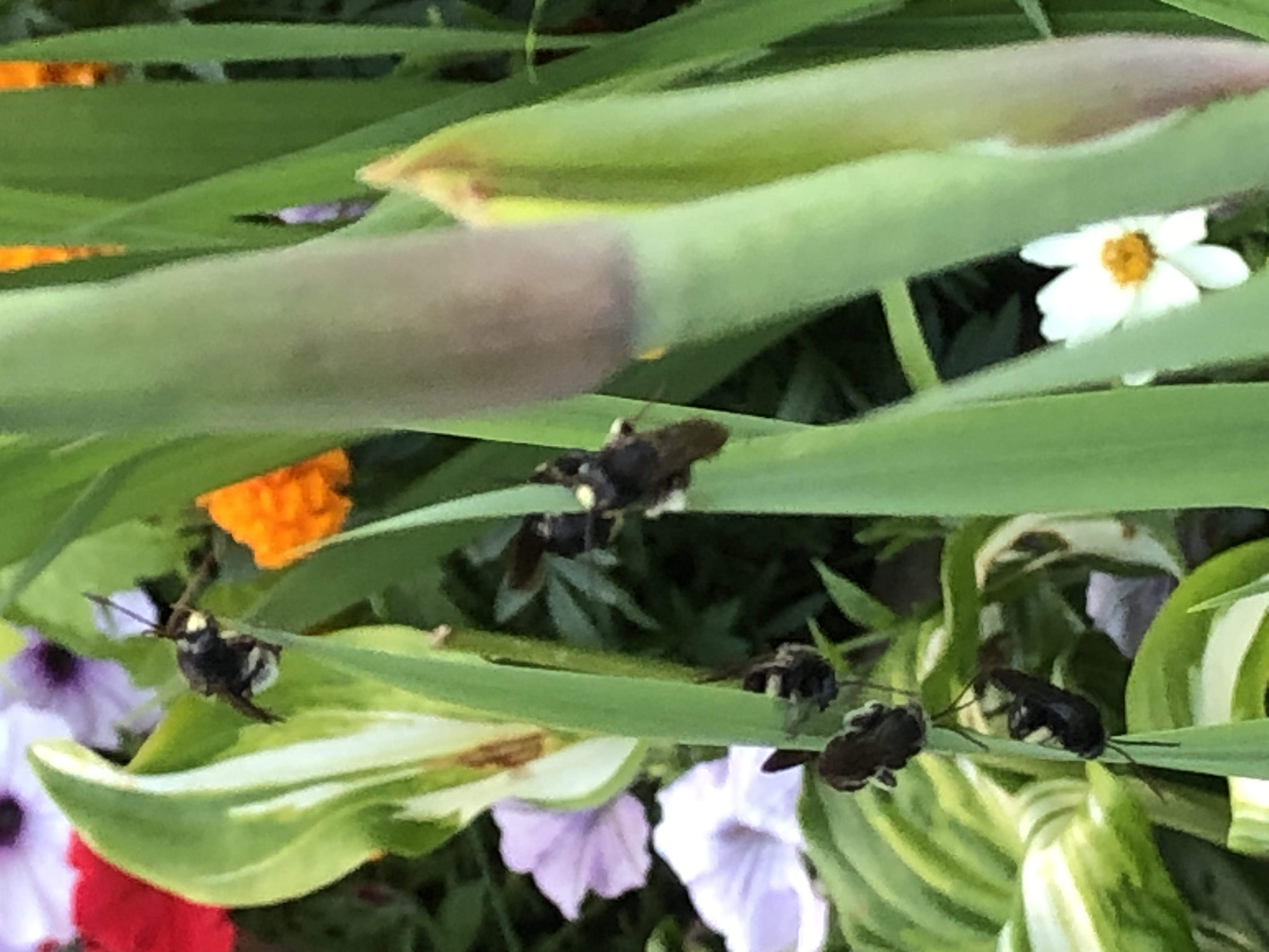 grouping-of-black-flying-insects-with-single-yellow-dot-face-765594