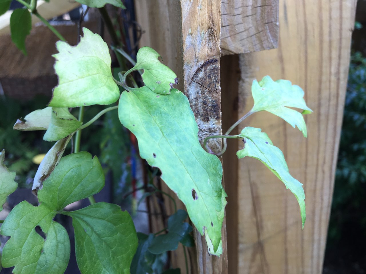 Clematis yellow leaves, not thriving, being eaten #766258 - Ask Extension