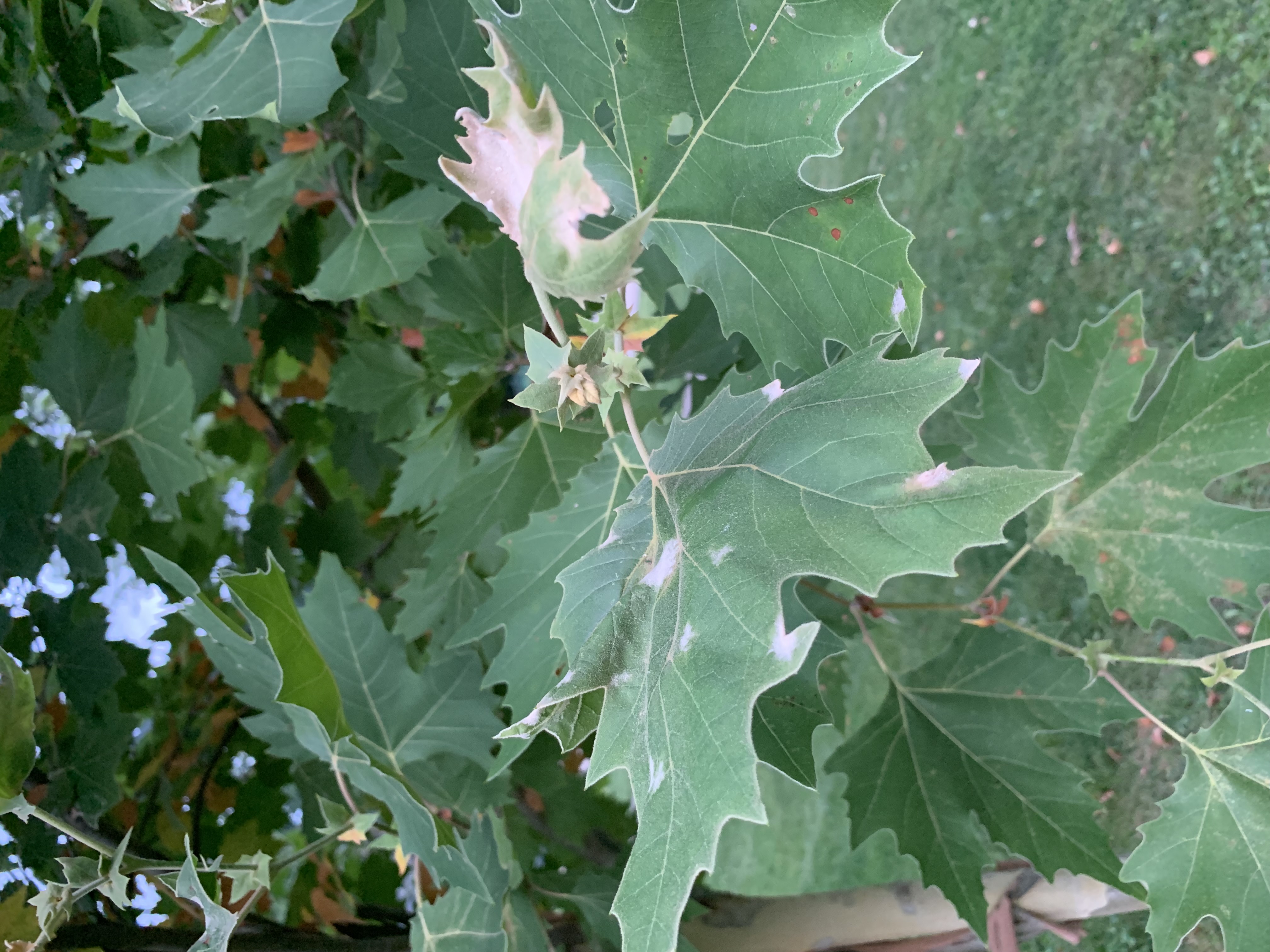 Sycamore (London Plane) Leaf Problem #767270 - Ask Extension