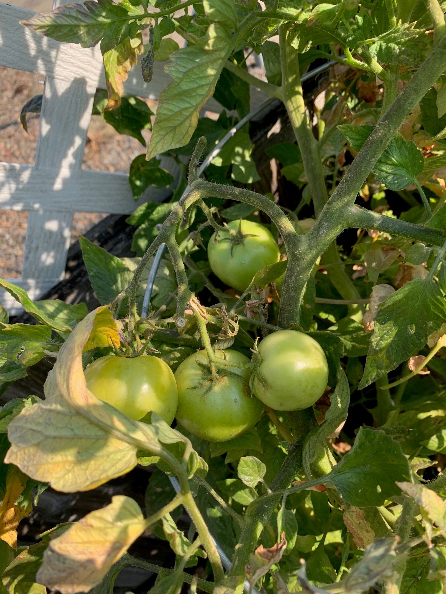 unusual spotting on tomatoes #767251 - Ask Extension