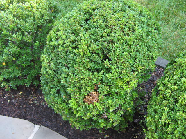 Boxwood Bush Damage #766294 - Ask Extension