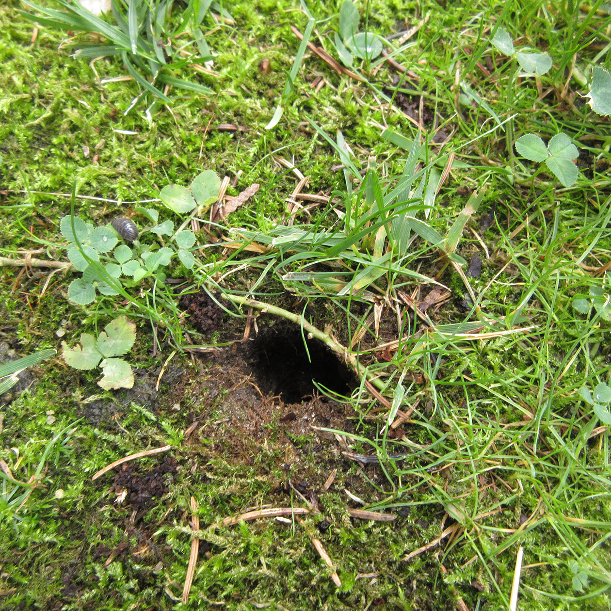 here's a photo of the hole in our yard! #769166 - Ask Extension