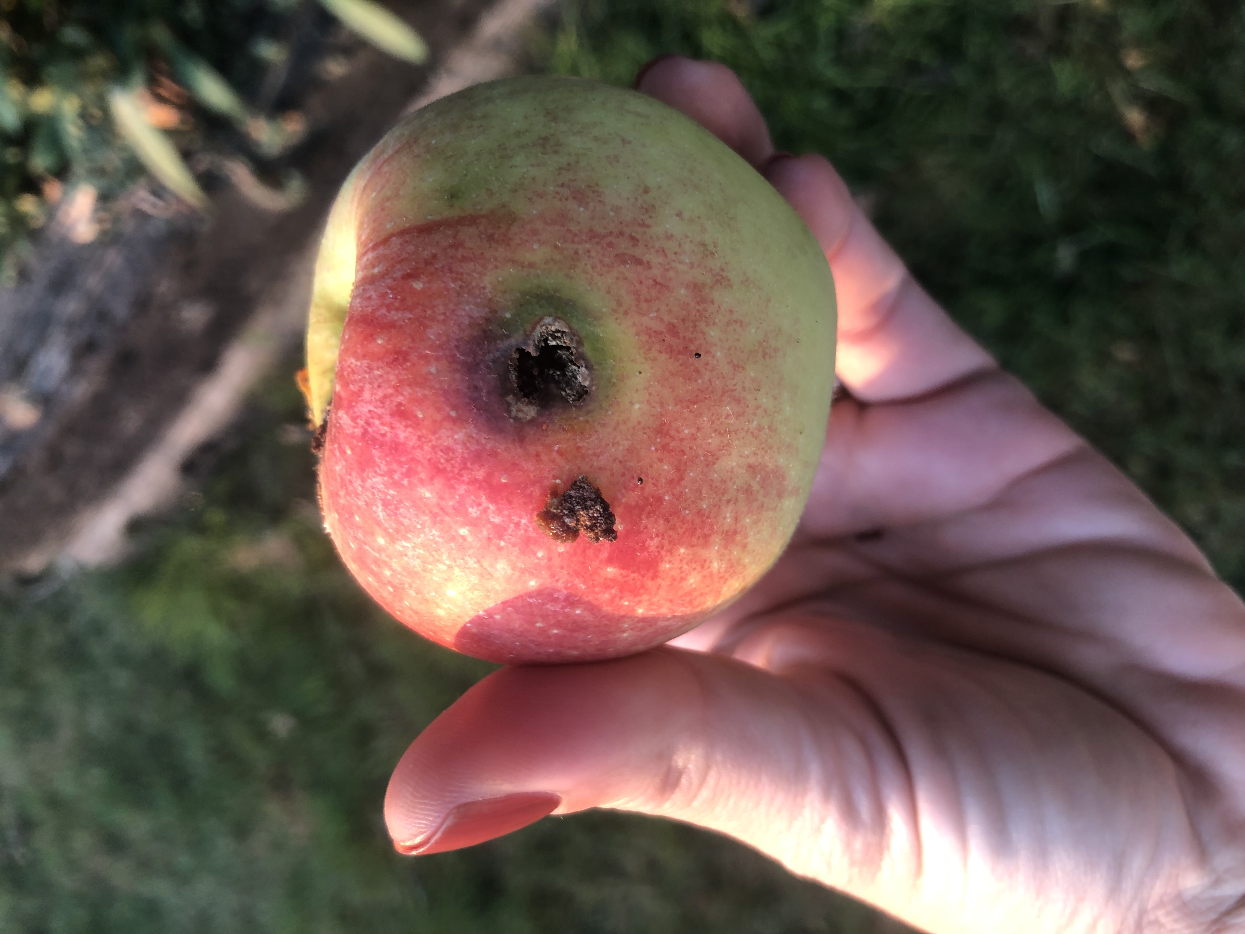 How To Treat Black Spots On Apple Tree Leaves