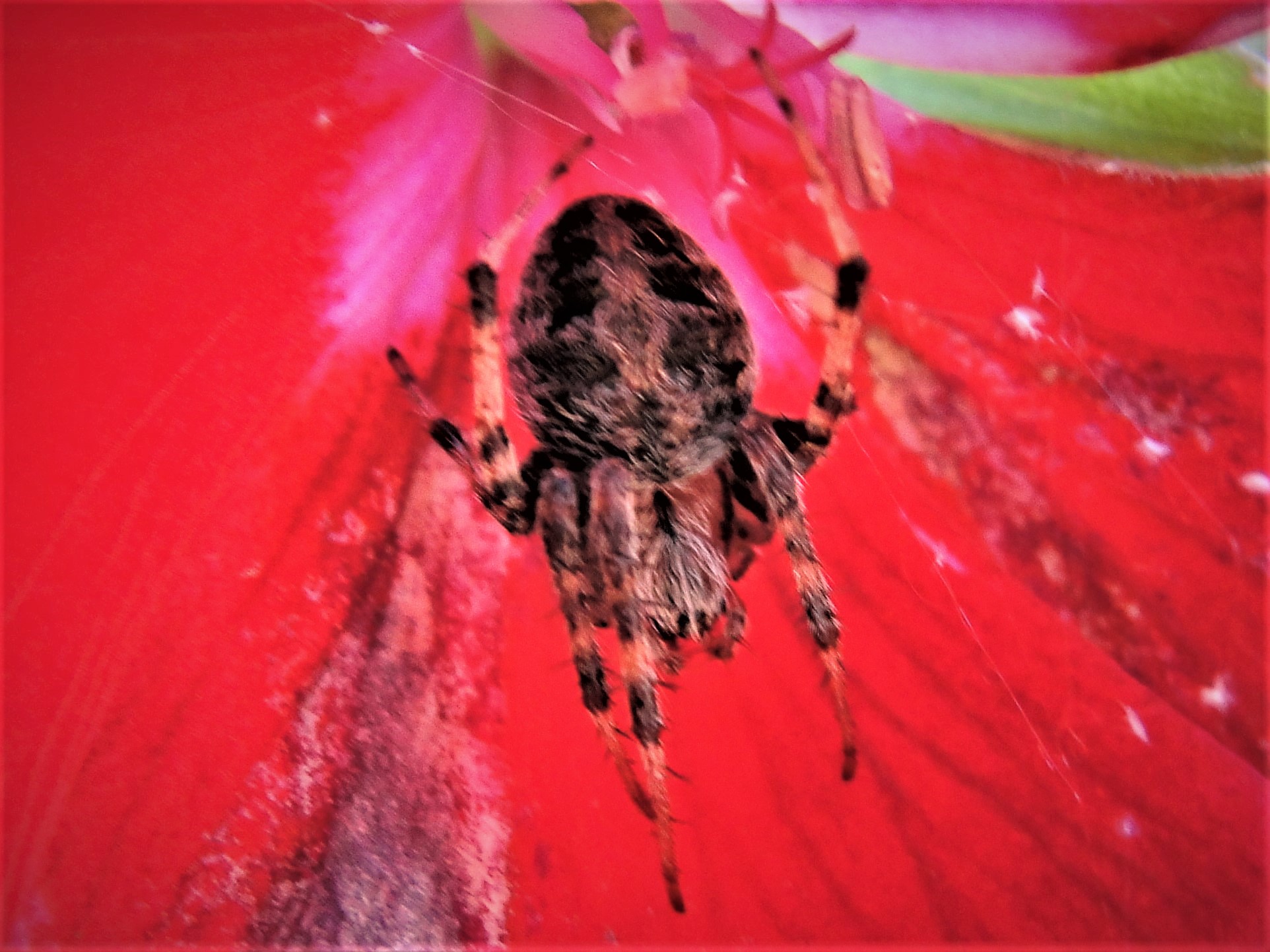 funnel-weaver-spider-identification-habits-behavior-active-pest