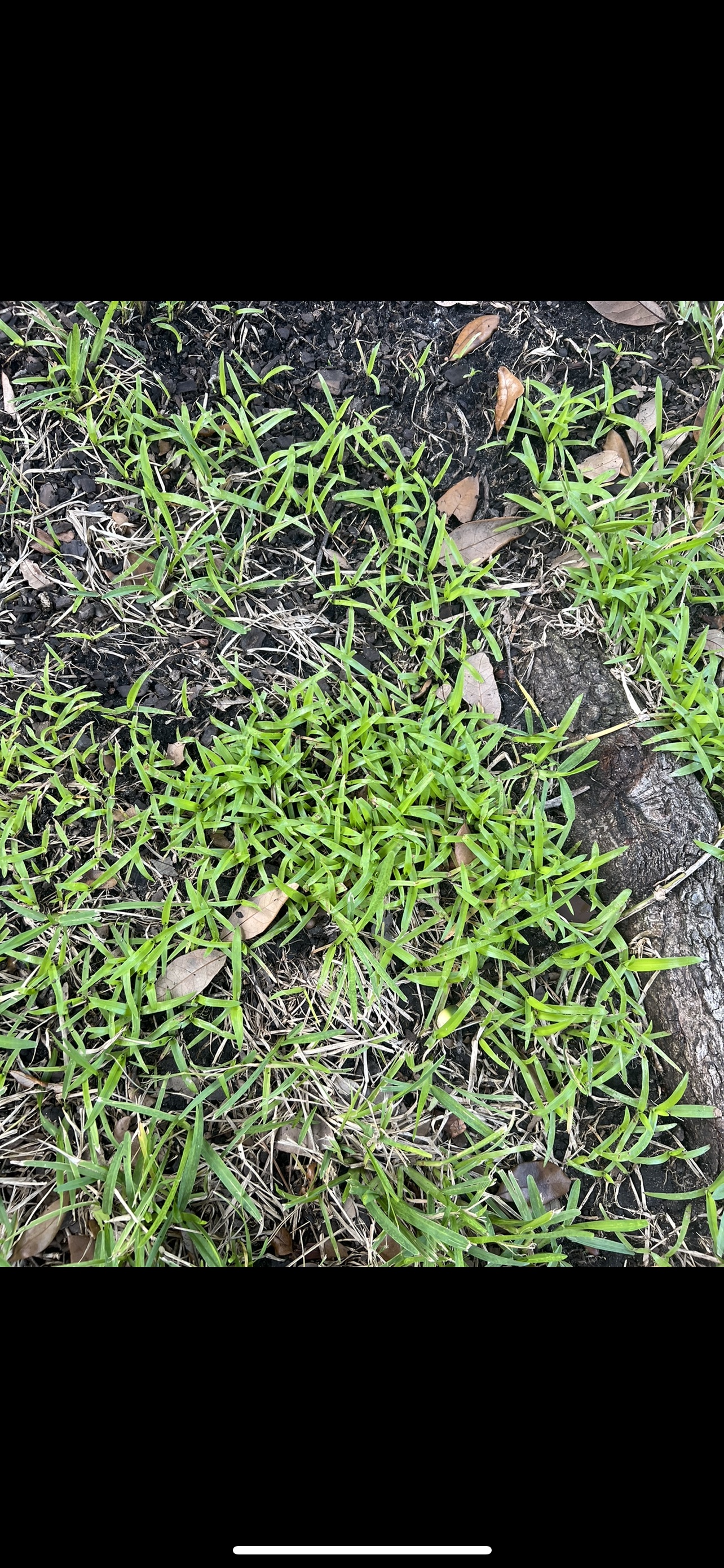 Invasive Doveweed #775233 - Ask Extension