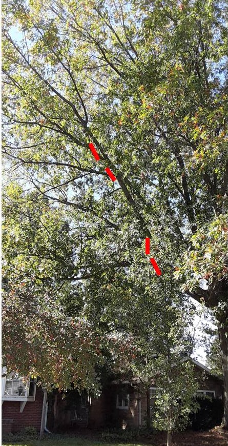 Trimming a Red Oak - encroaching on neighbor's roof #775880 - Ask Extension