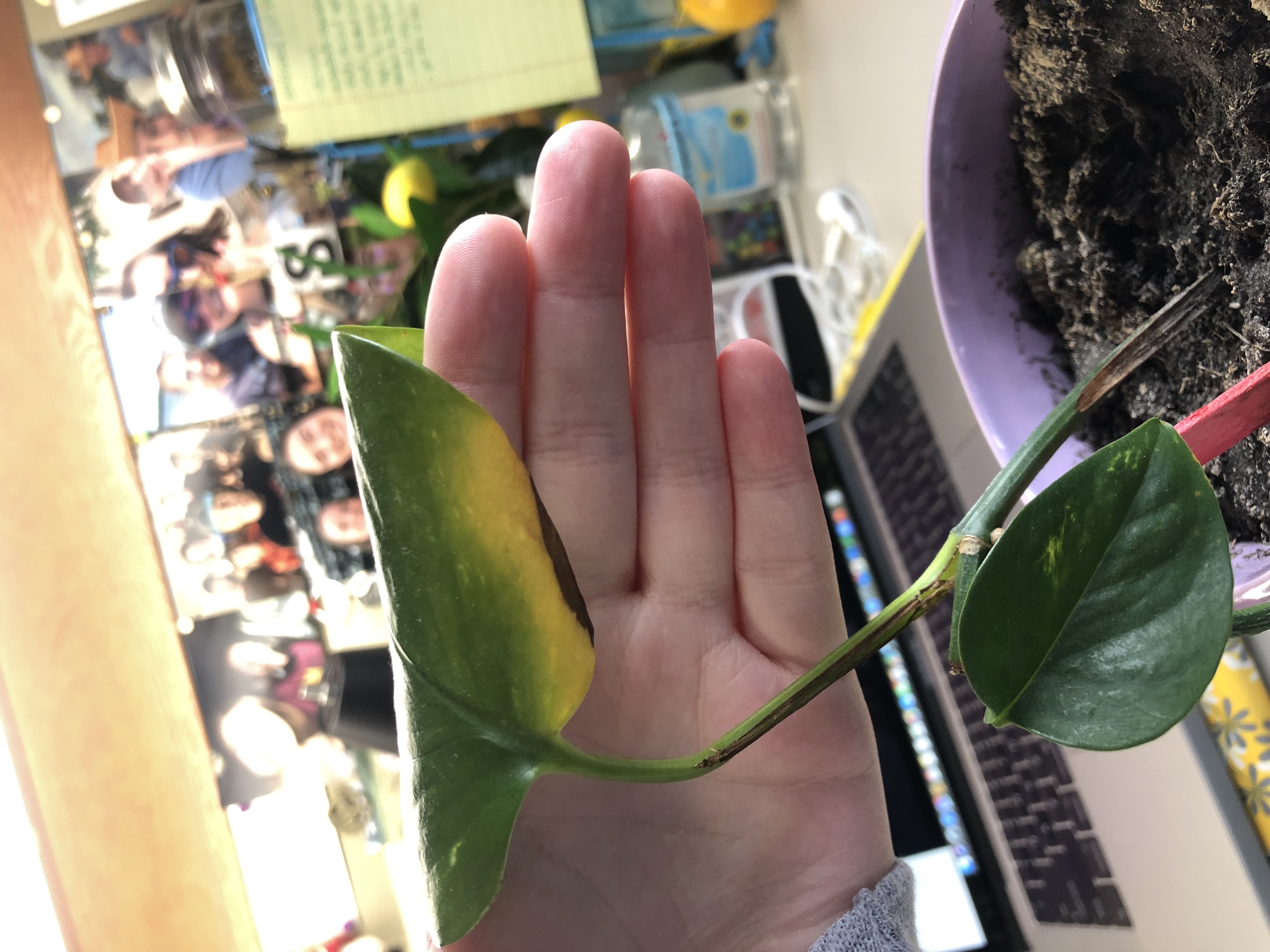 Yellowing/browning leaves on pothos (?) plant #778044 - Ask Extension 