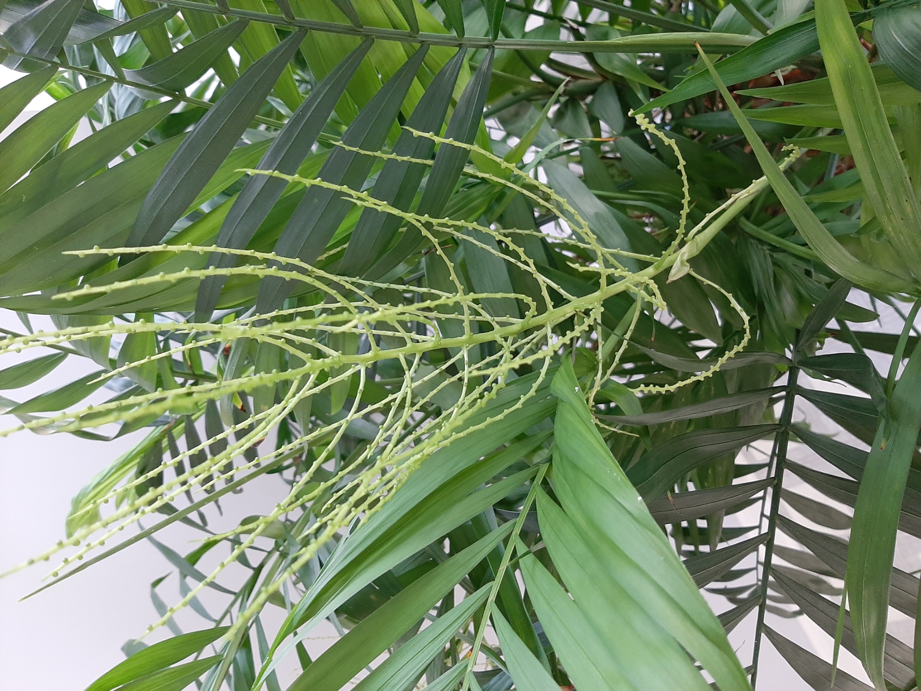 what-is-growing-on-my-palm-tree-781355-ask-extension