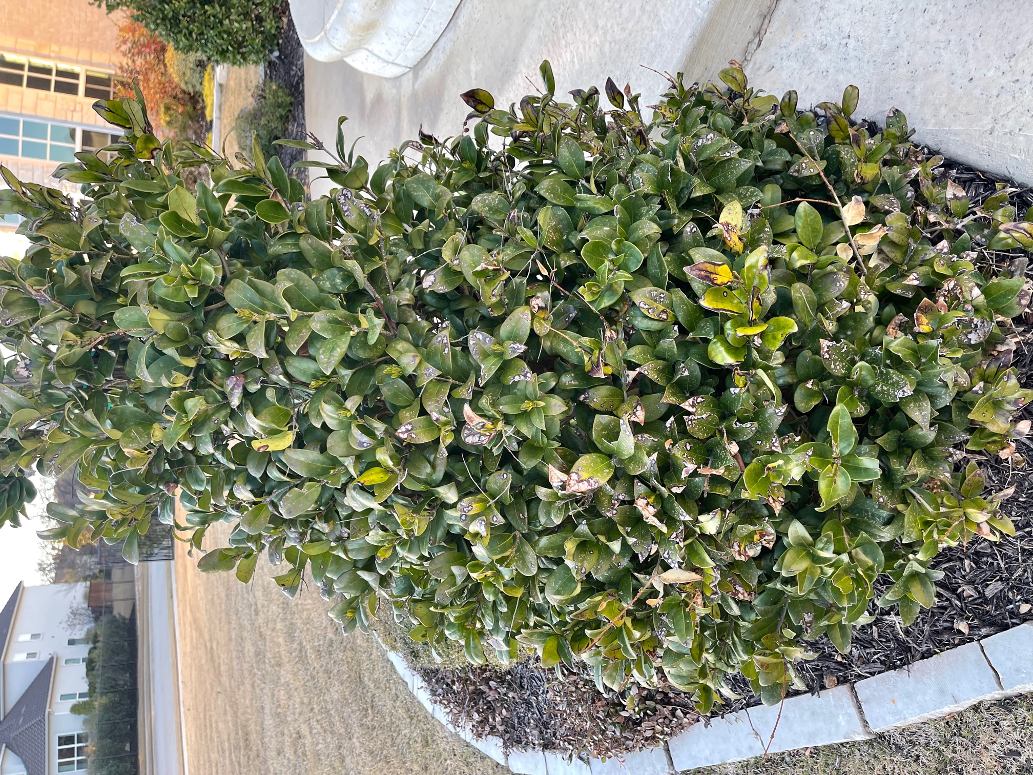 Waxleaf ligustrum disease vs. frost damage? #785002 - Ask Extension