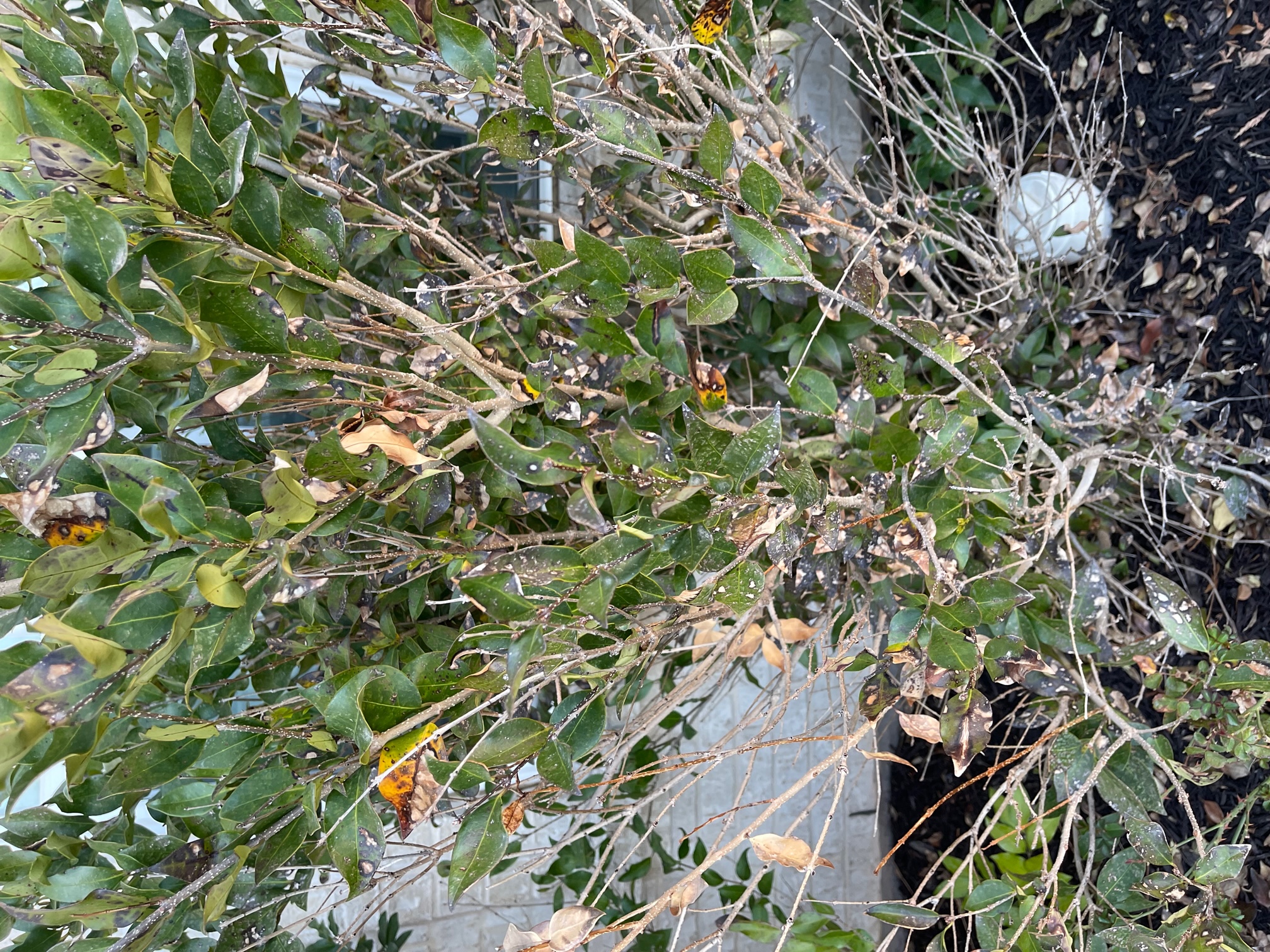 Waxleaf ligustrum disease vs. frost damage? #785002 - Ask Extension