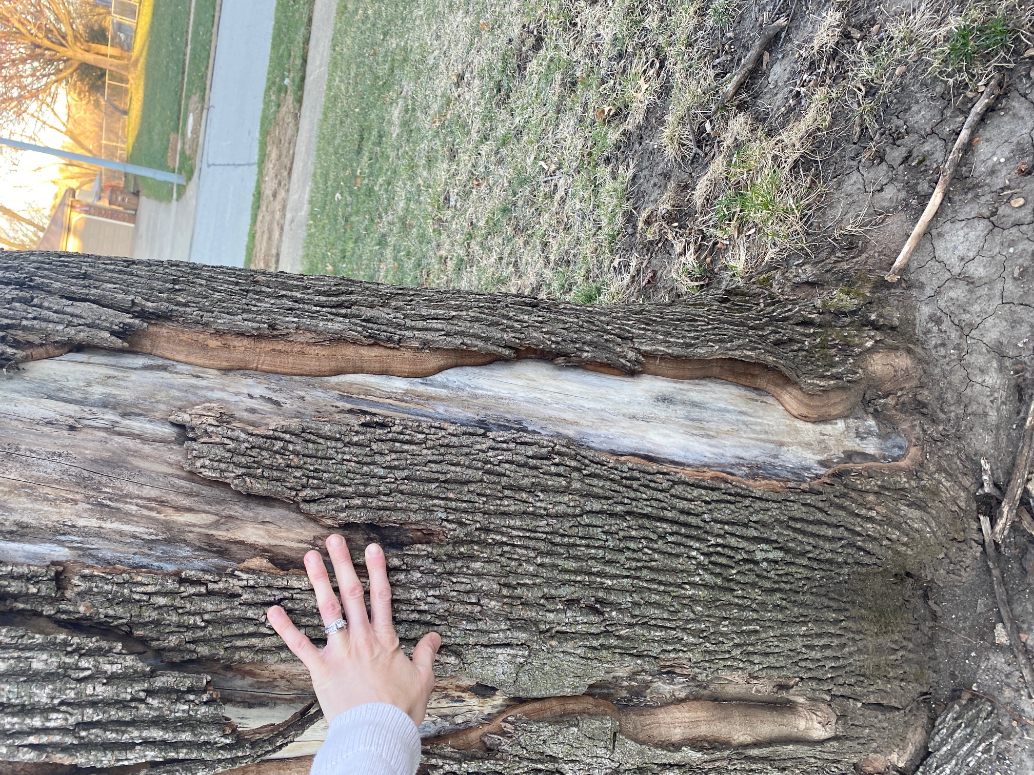 Can I save this tree? #786264 - Ask Extension