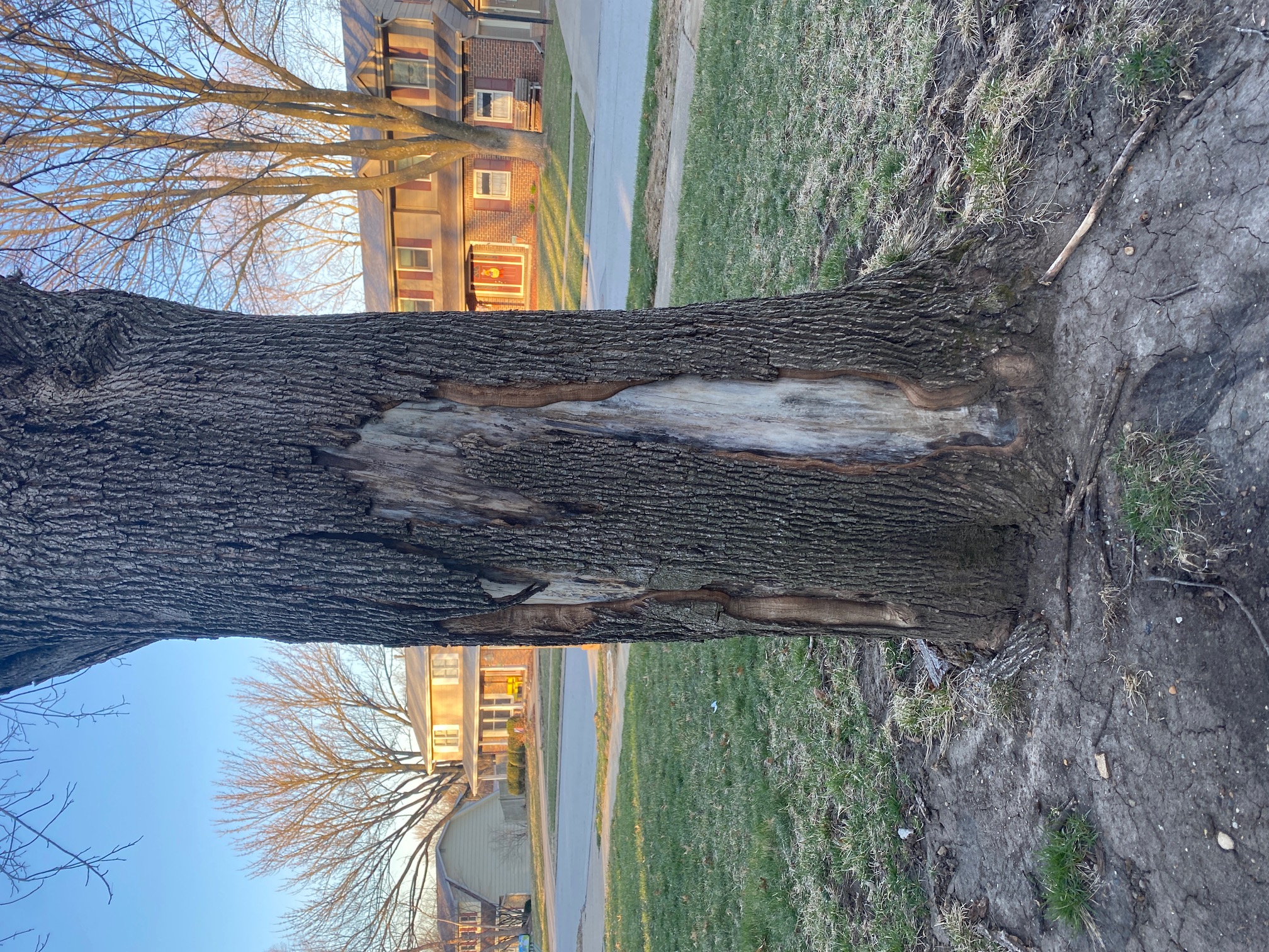 Can I save this tree? #786264 - Ask Extension