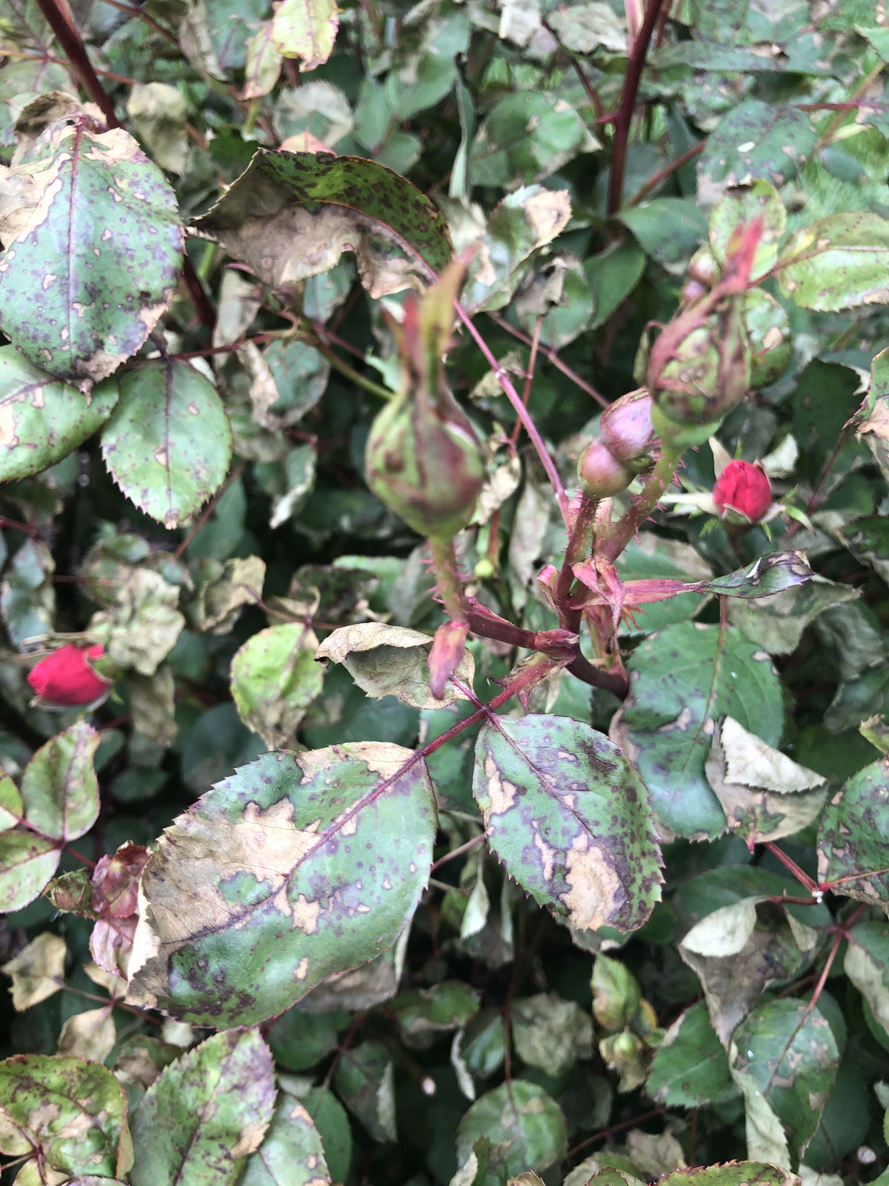 Fungal (?) disease(s) on roses, apparently resistant to fungicides ...