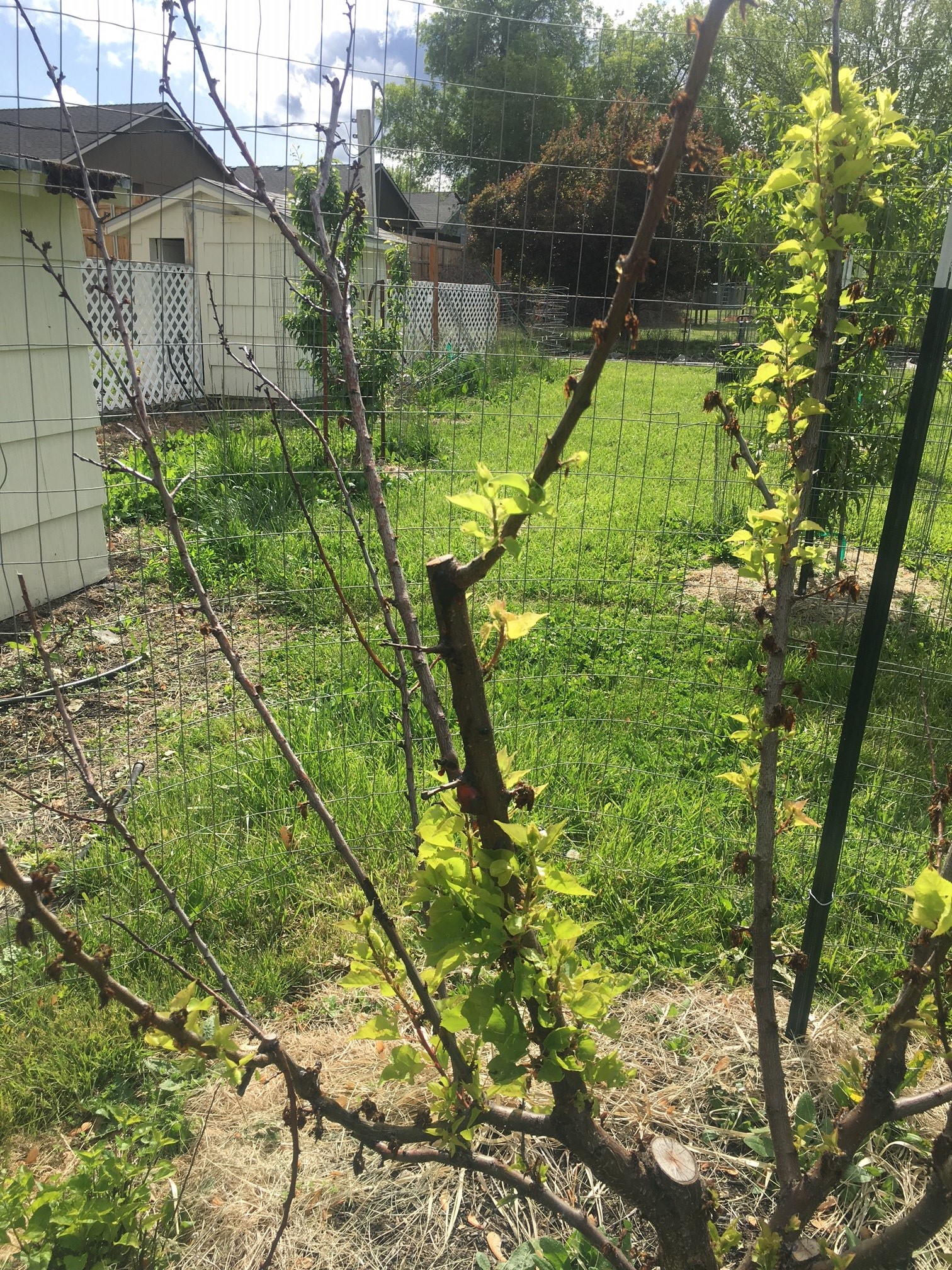 Trying to identify the damage to our Apricot tree. #791545 - Ask Extension