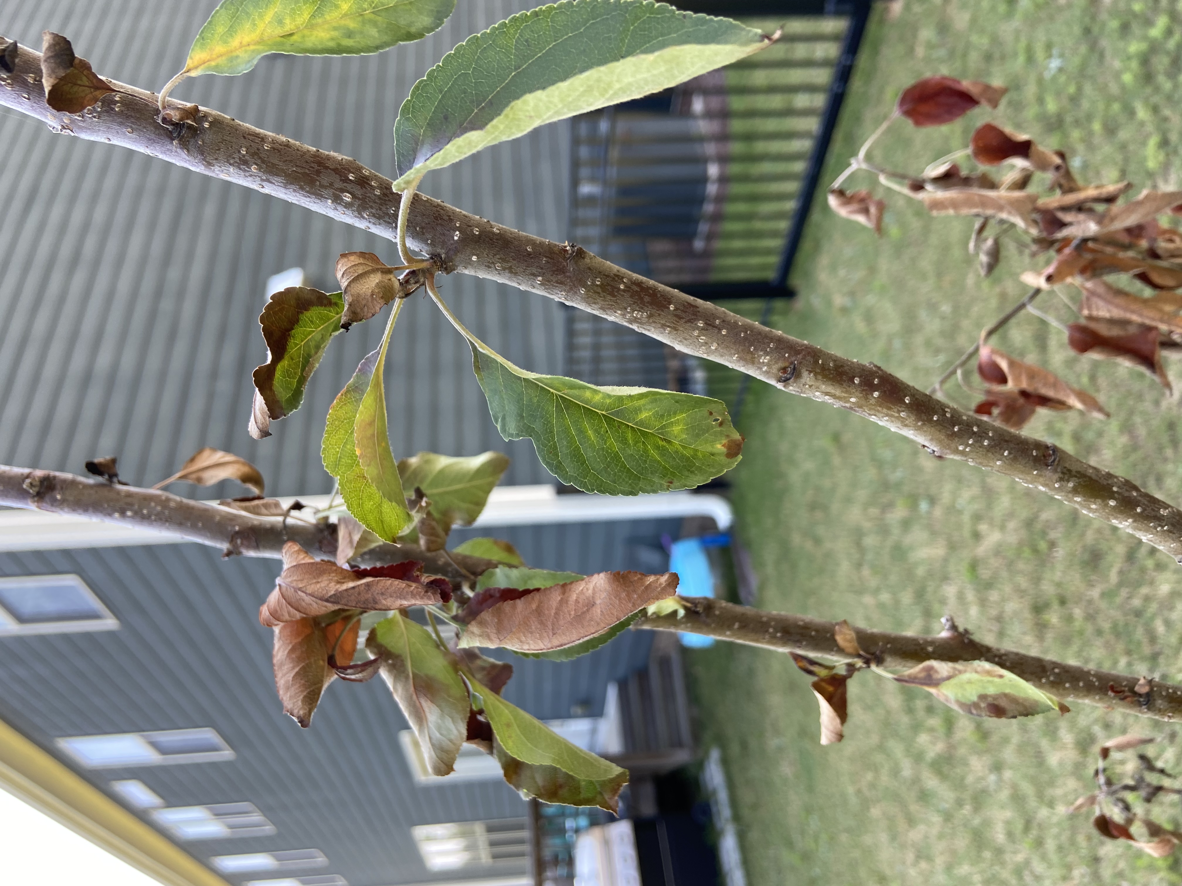 apple tree leaves turning brown