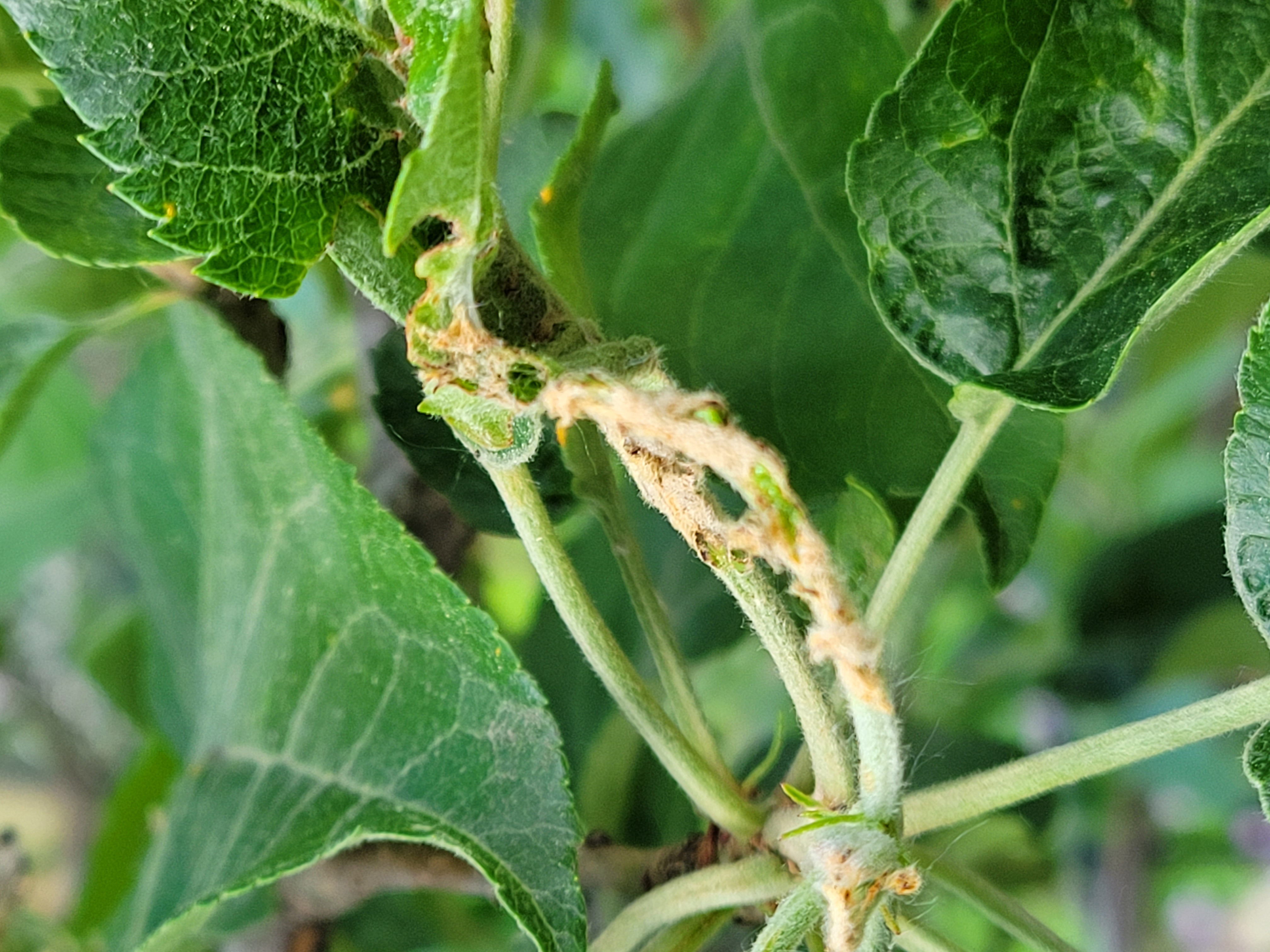 What is causing this on my Apple tree #794965 - Ask Extension