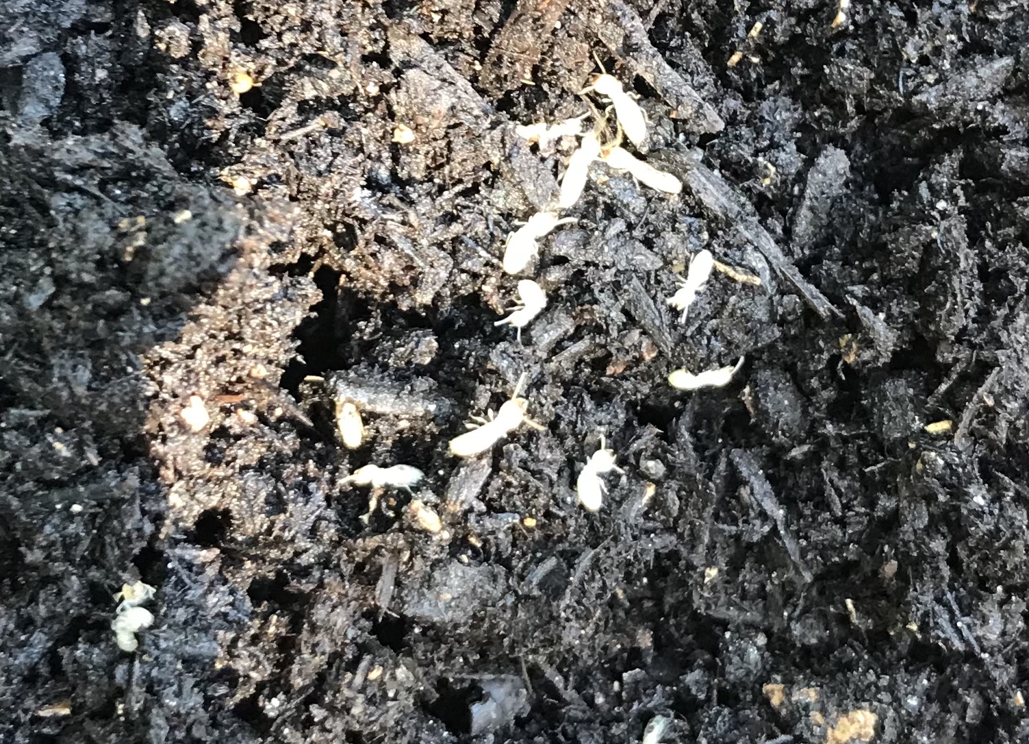 White worms/larvae in bagged soil #795326 - Ask Extension