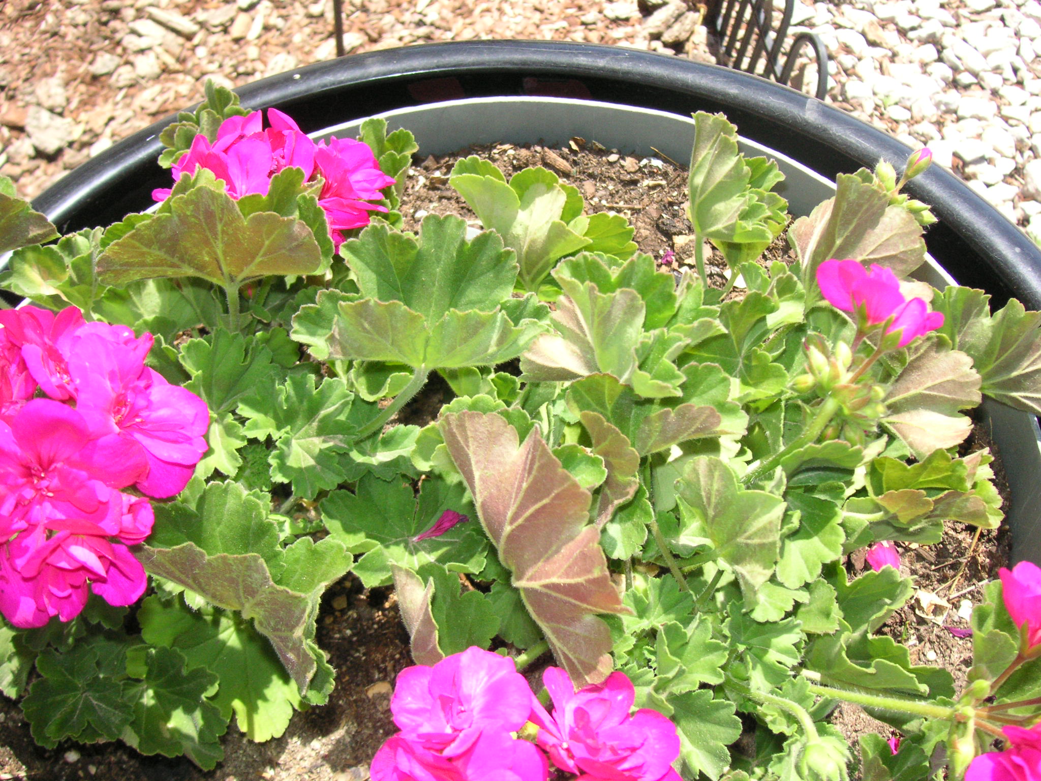 geranium-leaves-curling-upward-794940-ask-extension