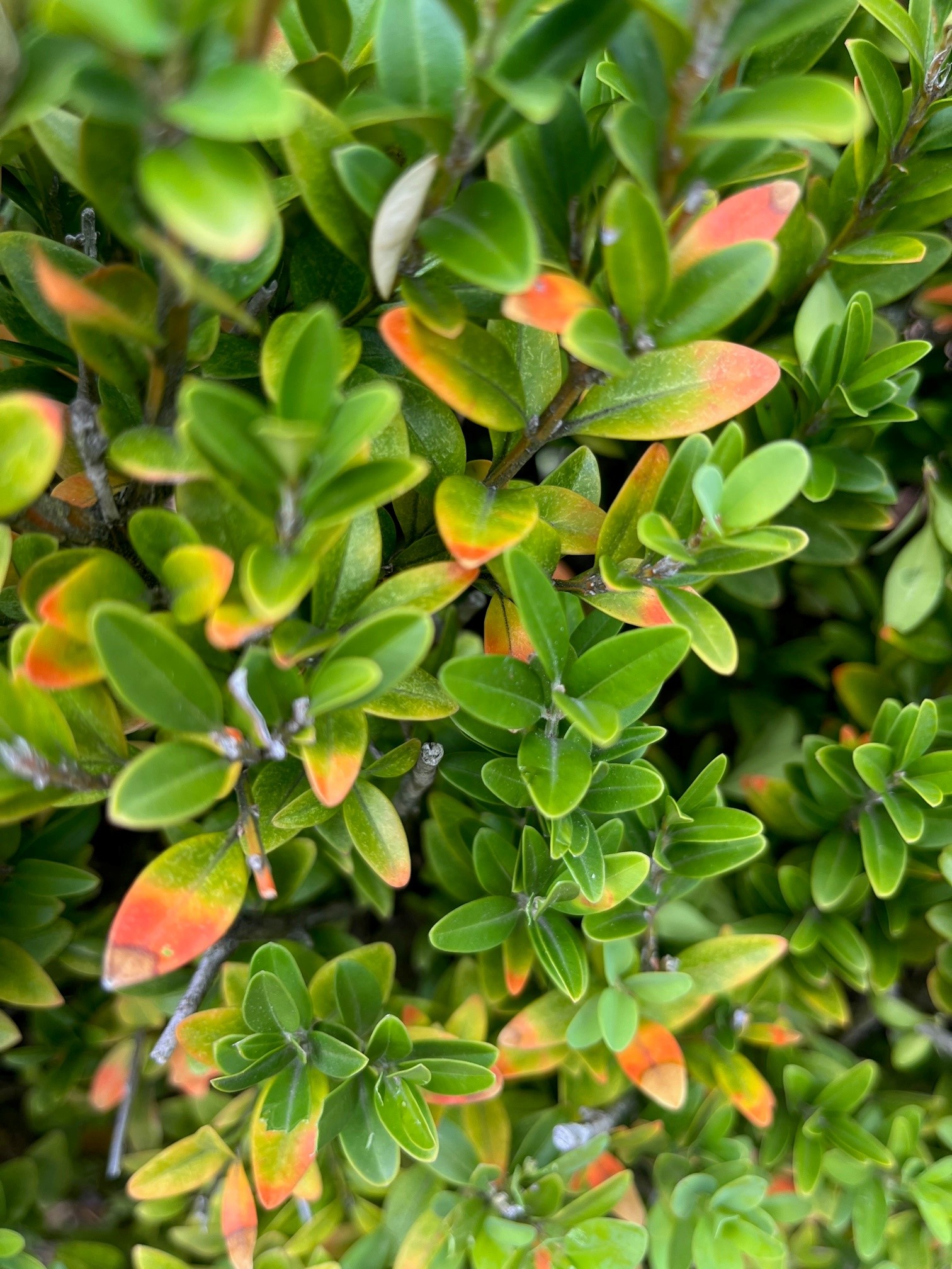 why-is-my-japanese-boxwood-turning-brown